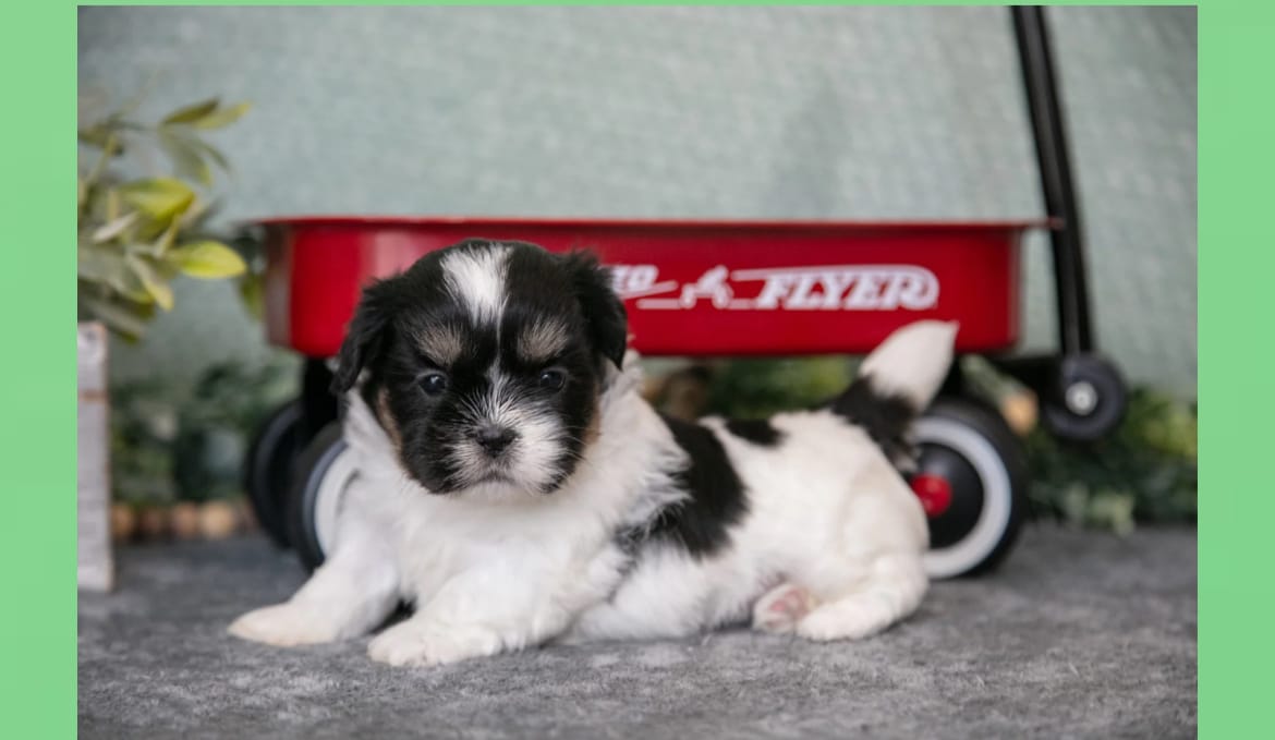 Sherry – Shih Tzu puppy for sale in Clare, MI