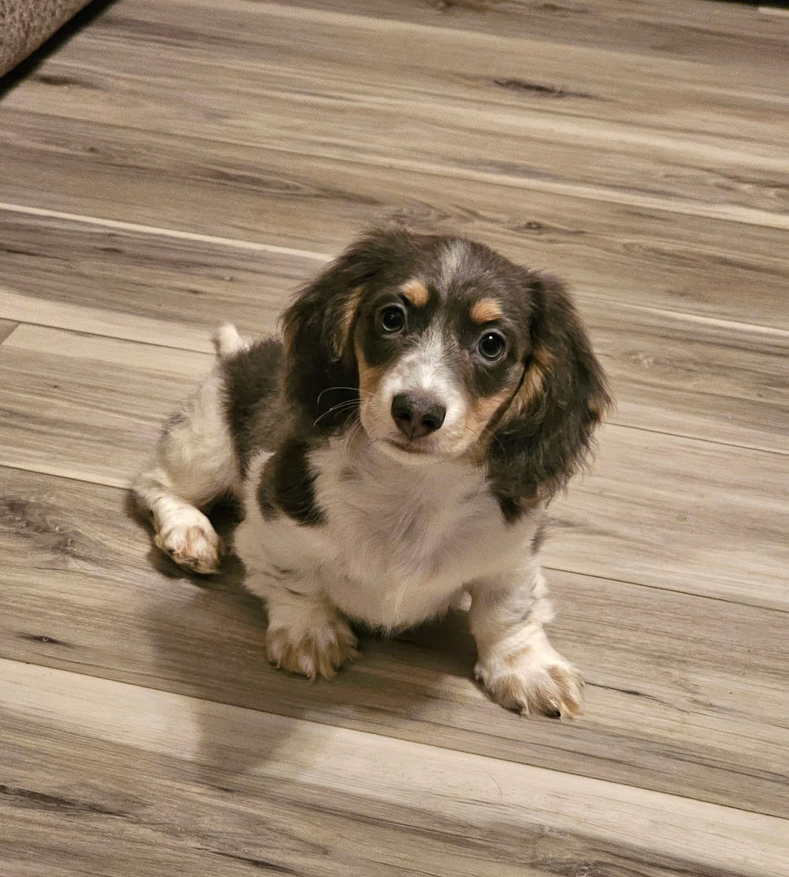 Indigo – Miniature Dachshund puppy for sale in Centre, AL