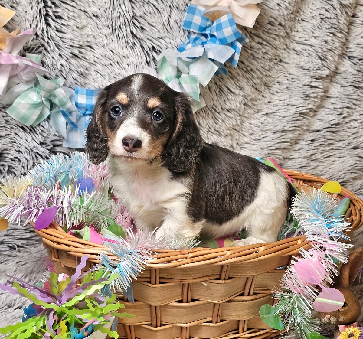 Indigo – Miniature Dachshund puppy for sale in Centre, AL