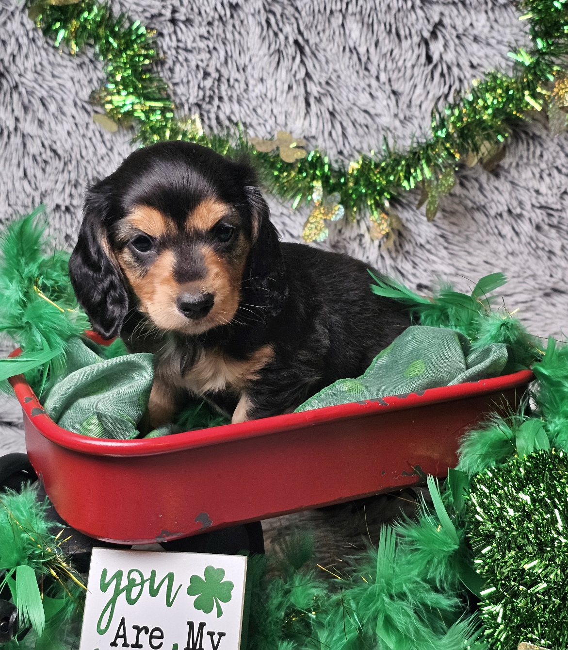 Remy – Dachshund, Miniature Dachshund puppy for sale in Centre, AL