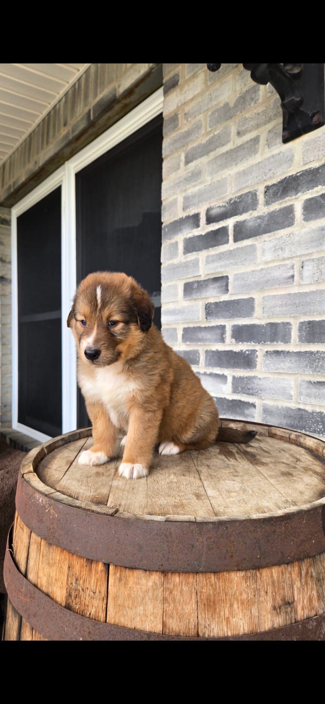 Duke – Collie puppy for sale in Grabill, IN