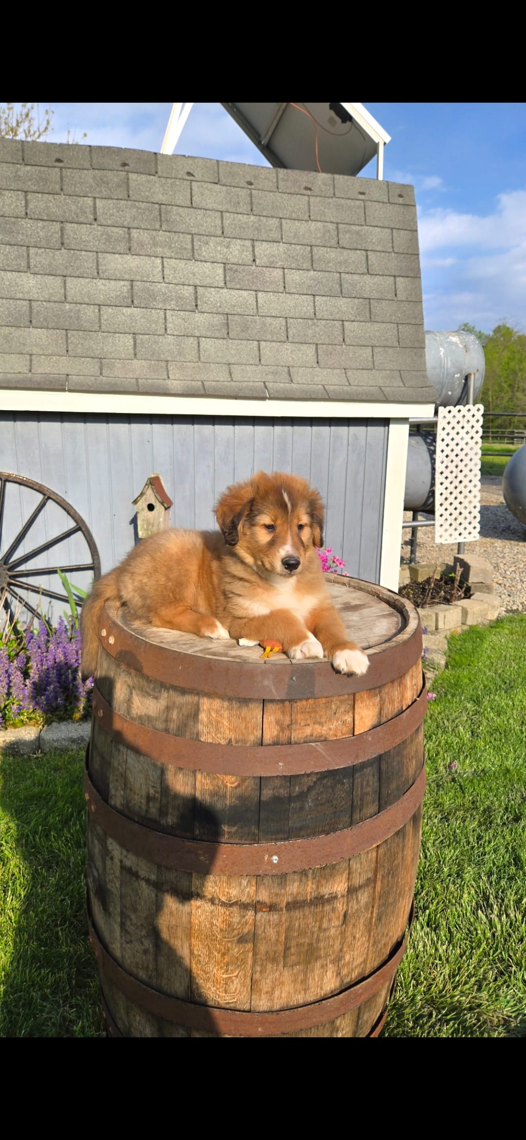 Duke – Collie puppy for sale in Grabill, IN
