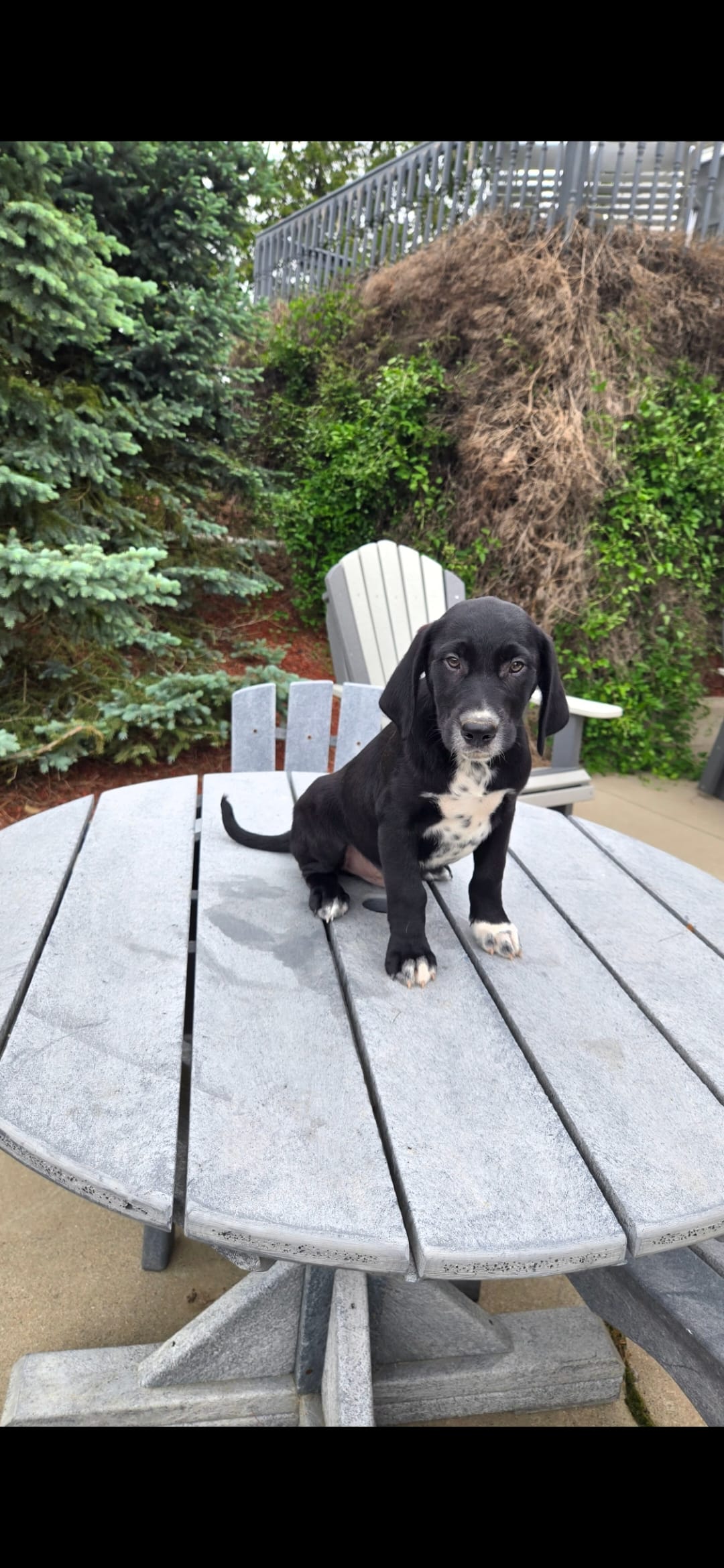 Jasper – Dalmatian, Golden Retriever puppy for sale in Grabill, IN