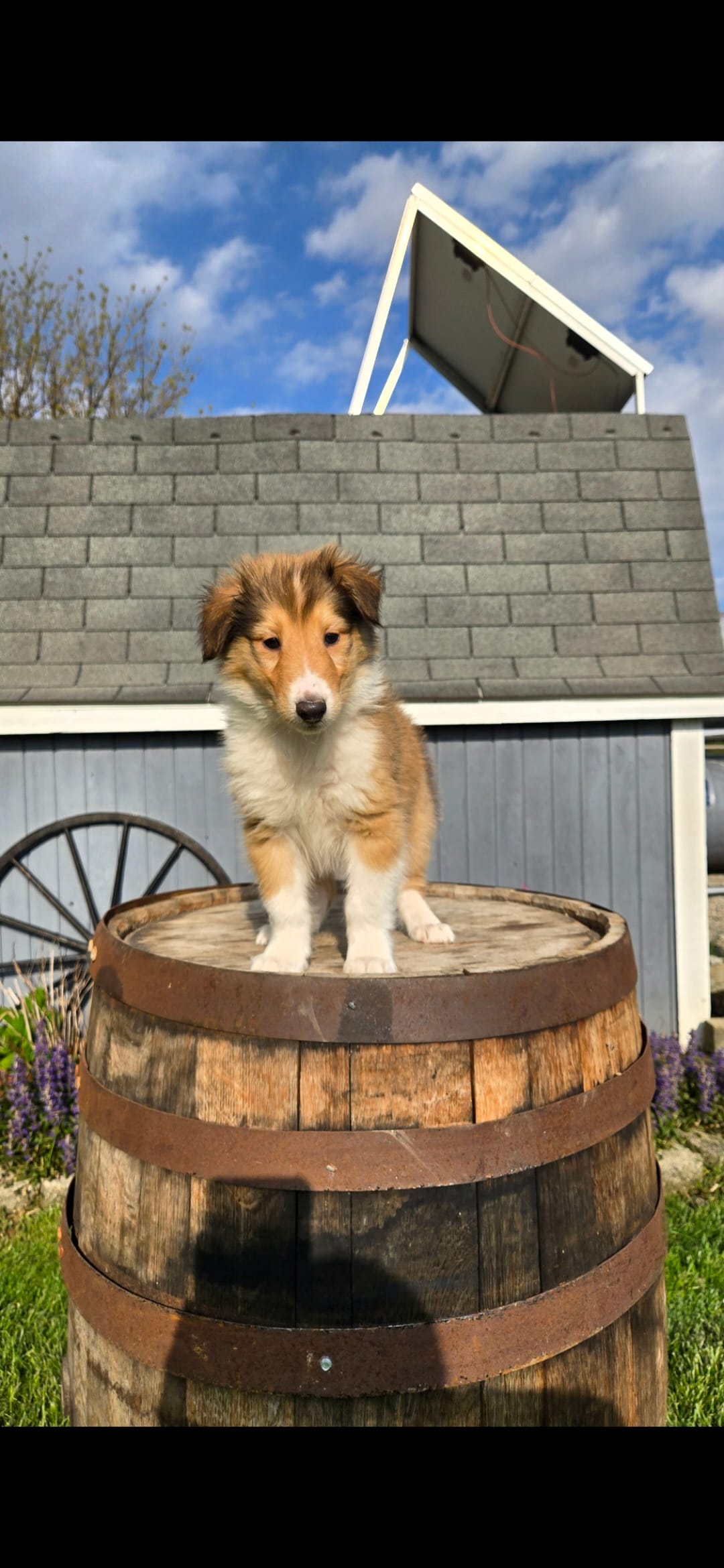 Luke – Collie puppy for sale in Grabill, IN