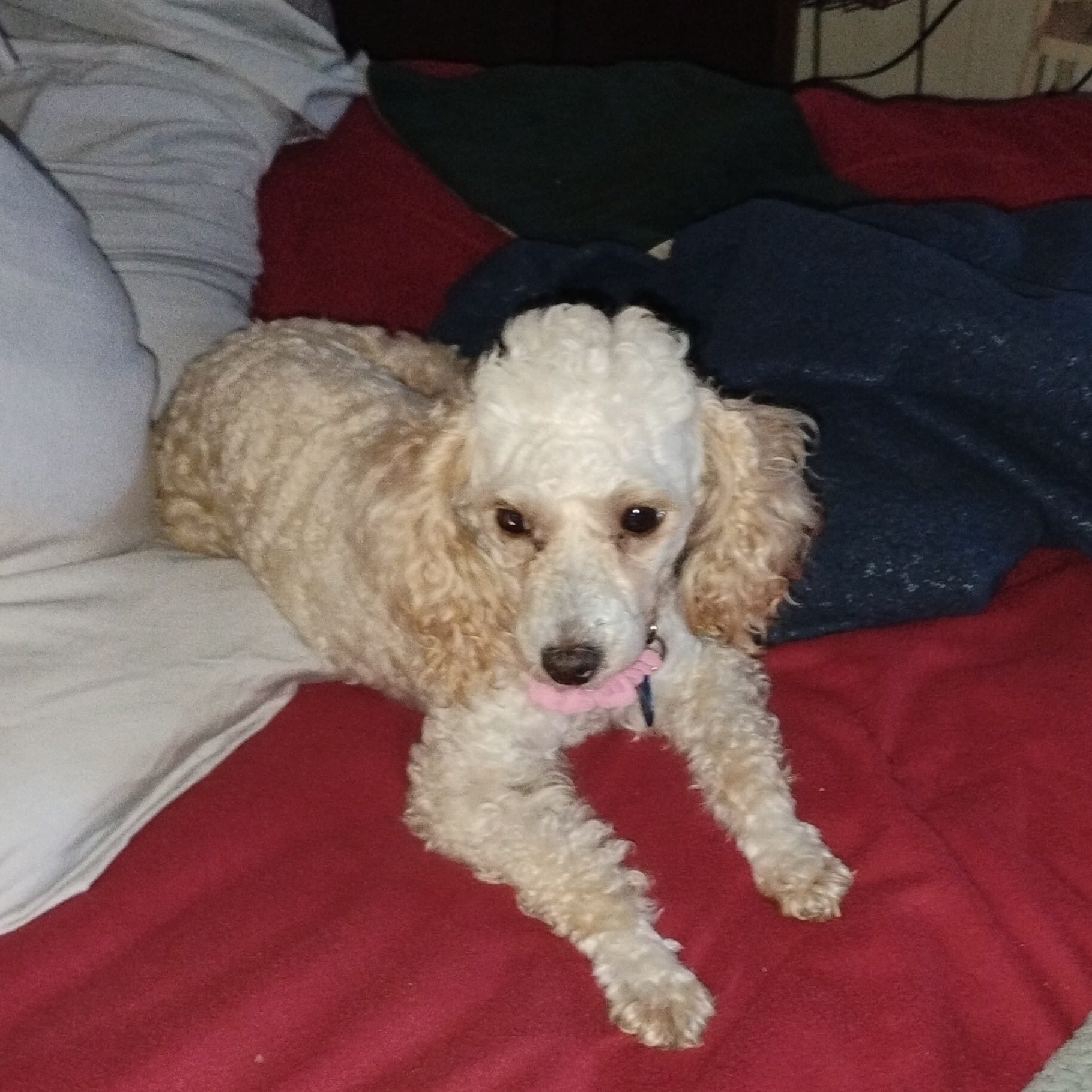 Miss Pearl, Toy – Poodle - Miniature  puppy for sale in Massillon, OH