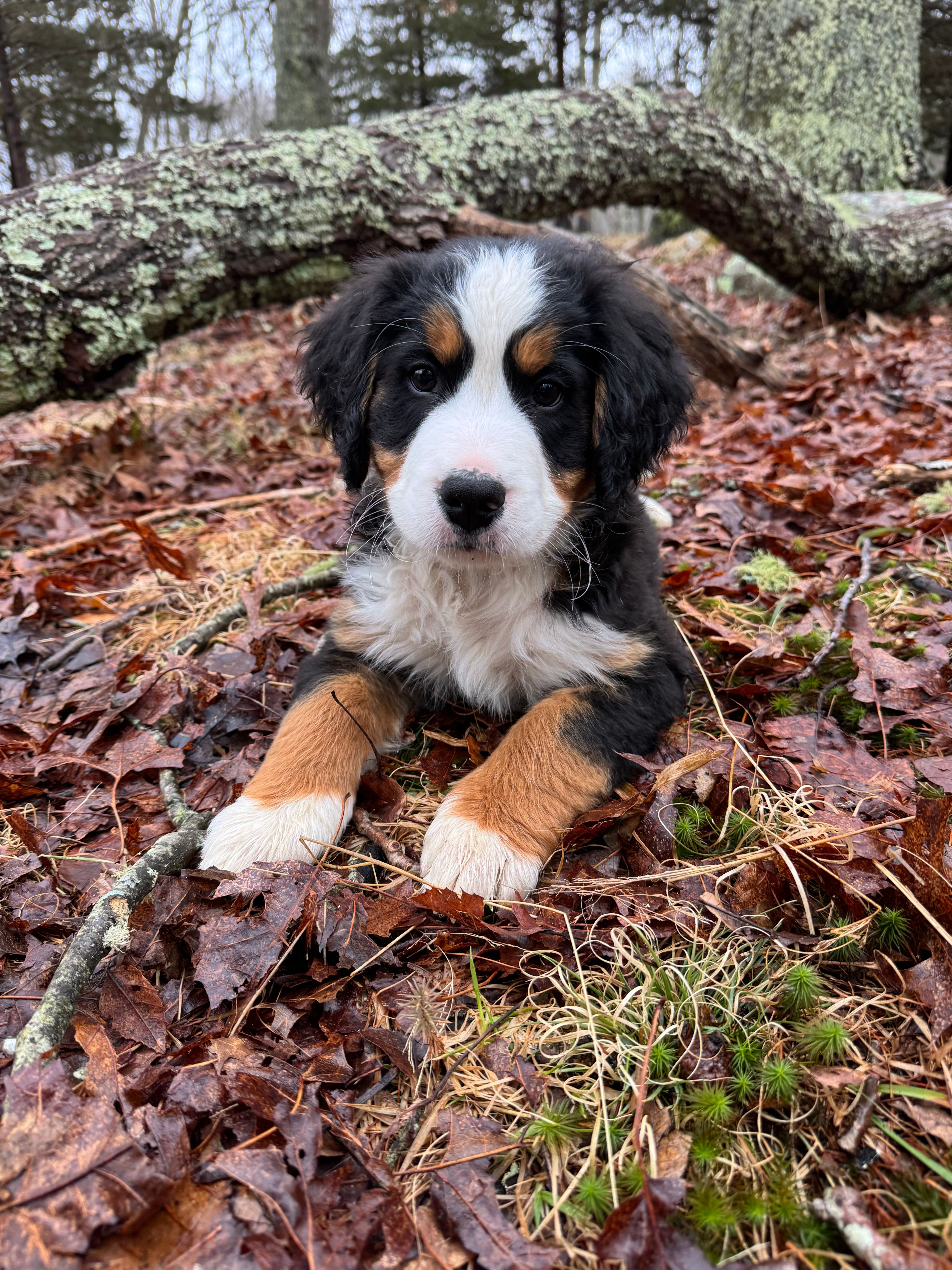 Ruby – Bernese Mountain Dog puppy for sale in North Stonington, CT