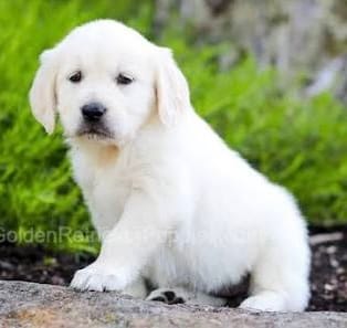 Abby AKC – English Cream Golden Retriever puppy for sale in Cortland, NY