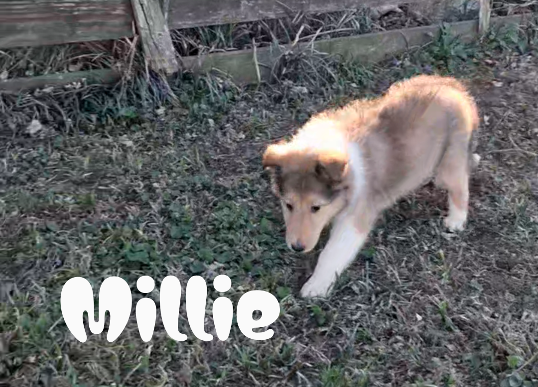Millie – Collie puppy for sale in Leitchfield, KY