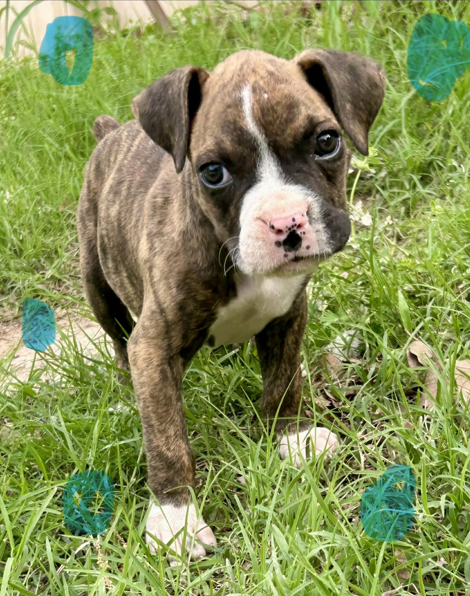 Bandit – Boxer puppy for sale in Victoria, TX