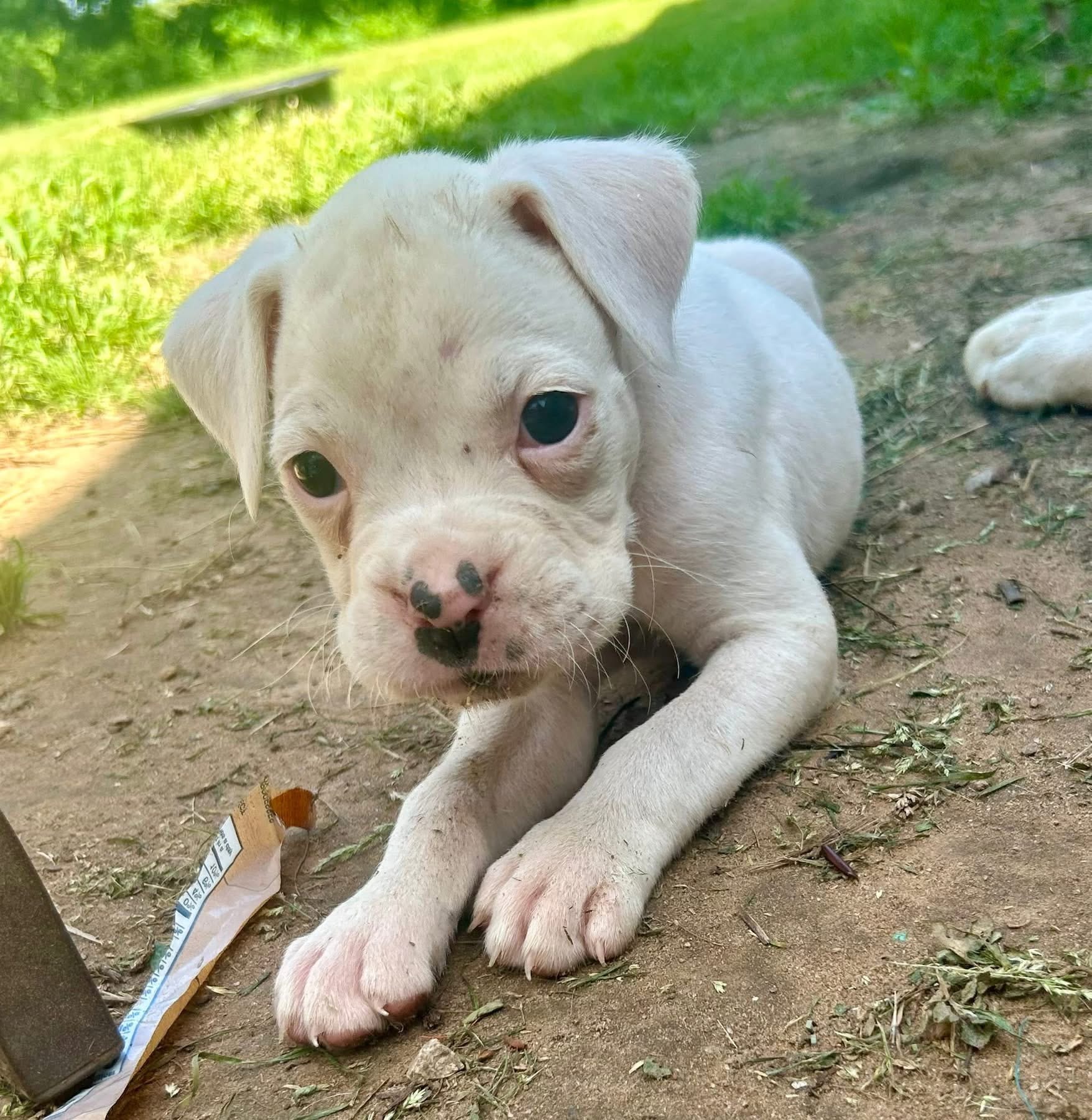 Gonzo – Boxer puppy for sale in Victoria, TX