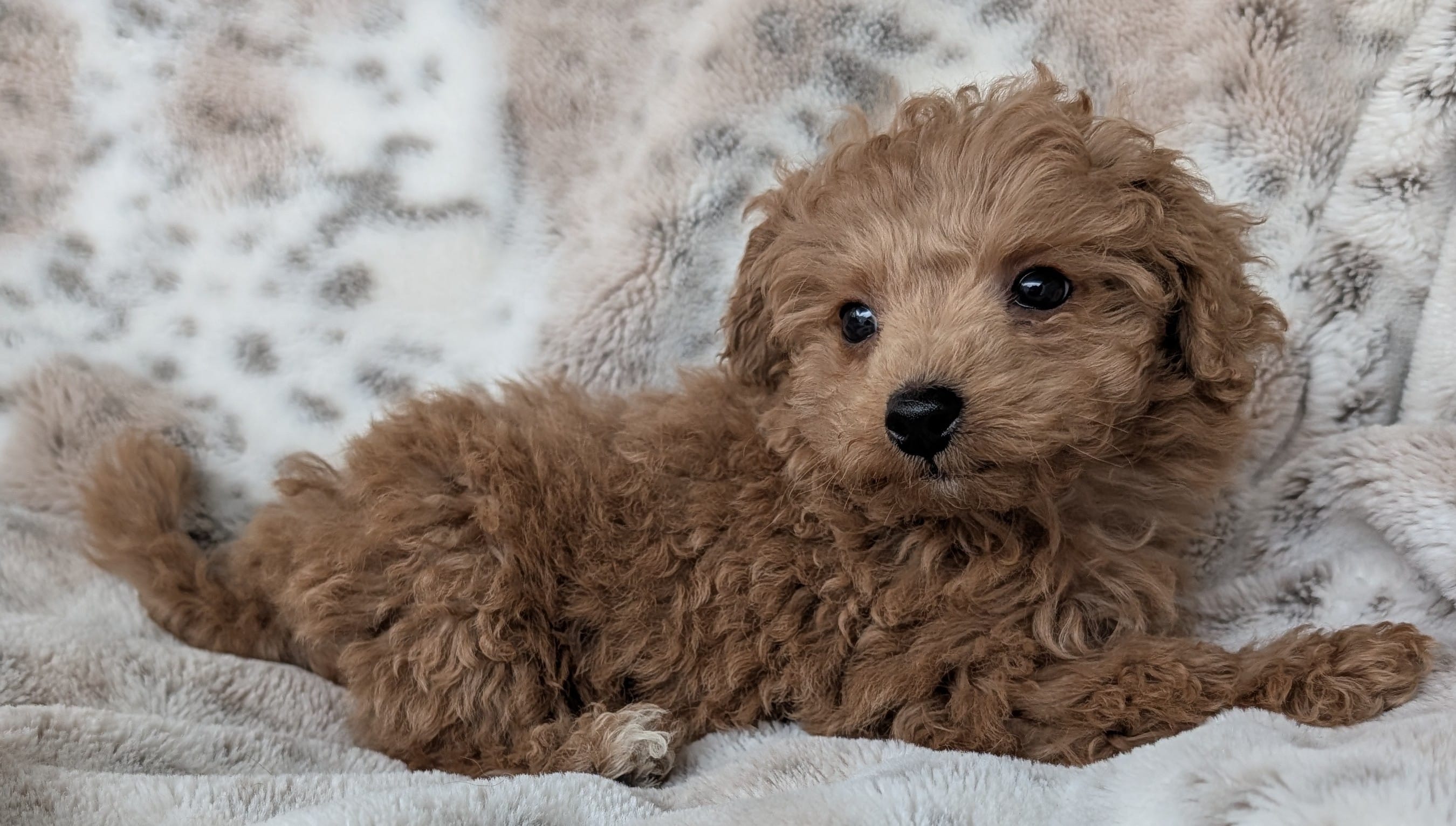 Bruce, a male Poodle - Toy  for sale in Rosalia, KS – Photo 4 of 6