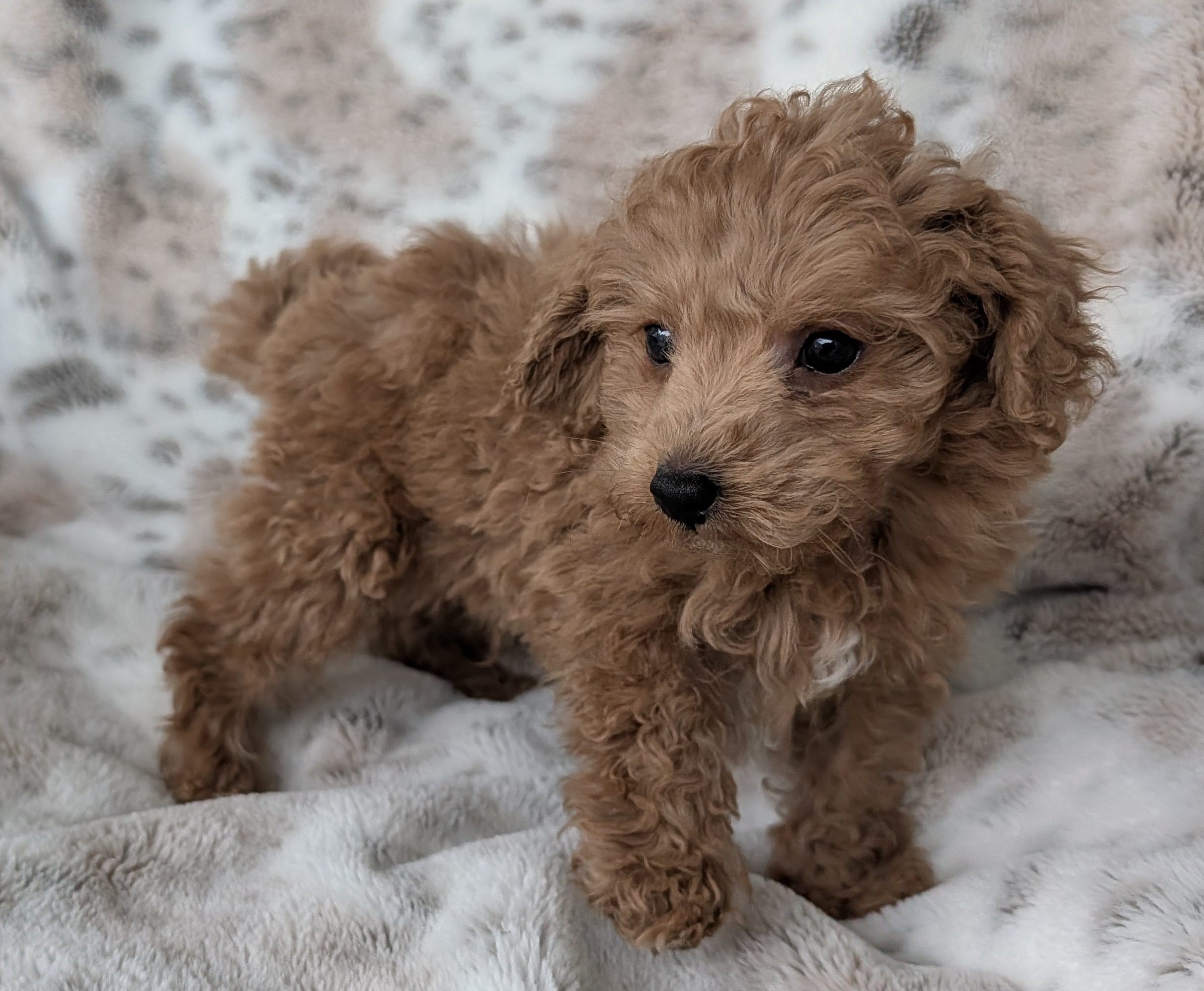 Bruce, a male Poodle - Toy  for sale in Rosalia, KS – Photo 5 of 6