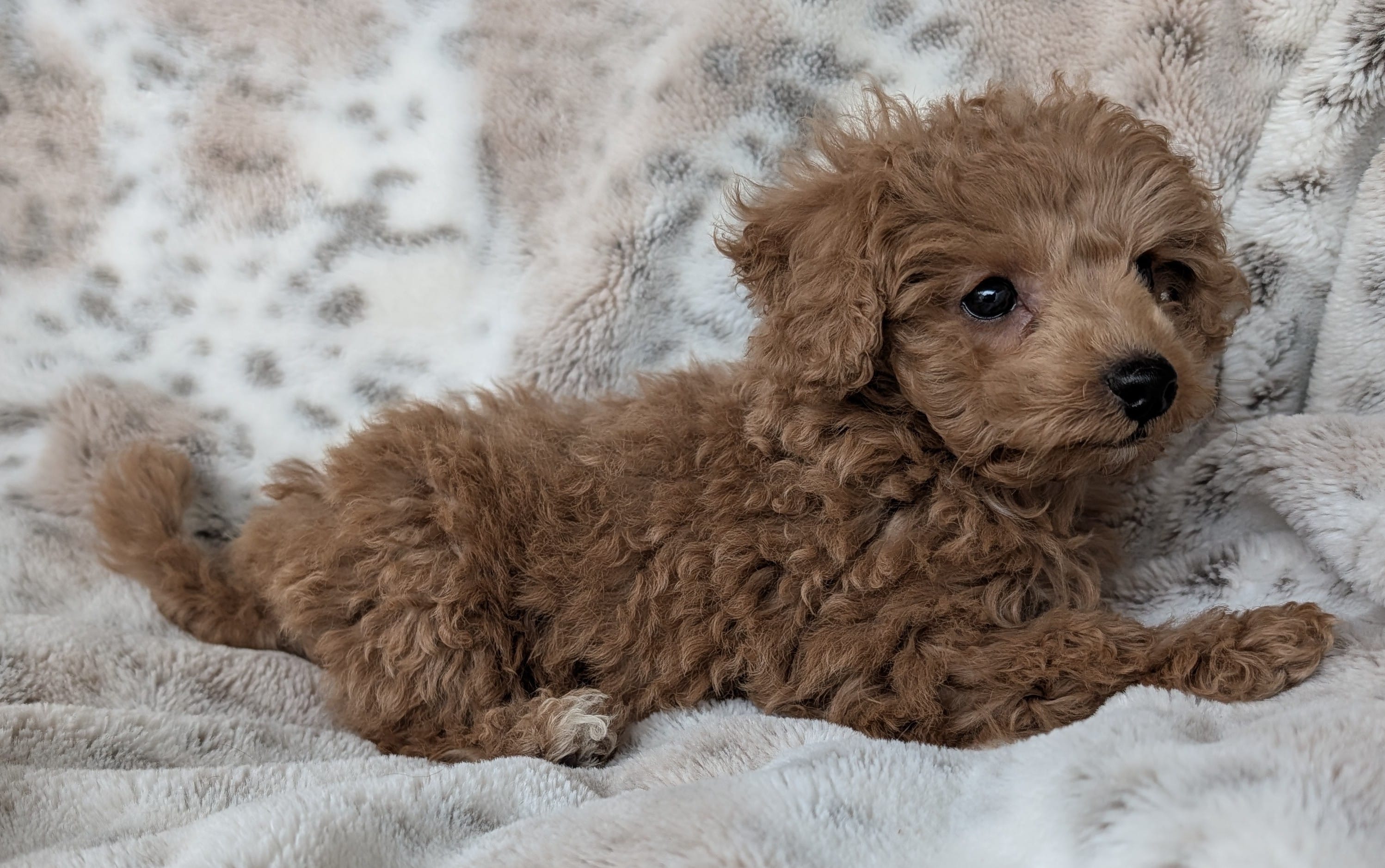 Bruce, a male Poodle - Toy  for sale in Rosalia, KS – Photo 6 of 6