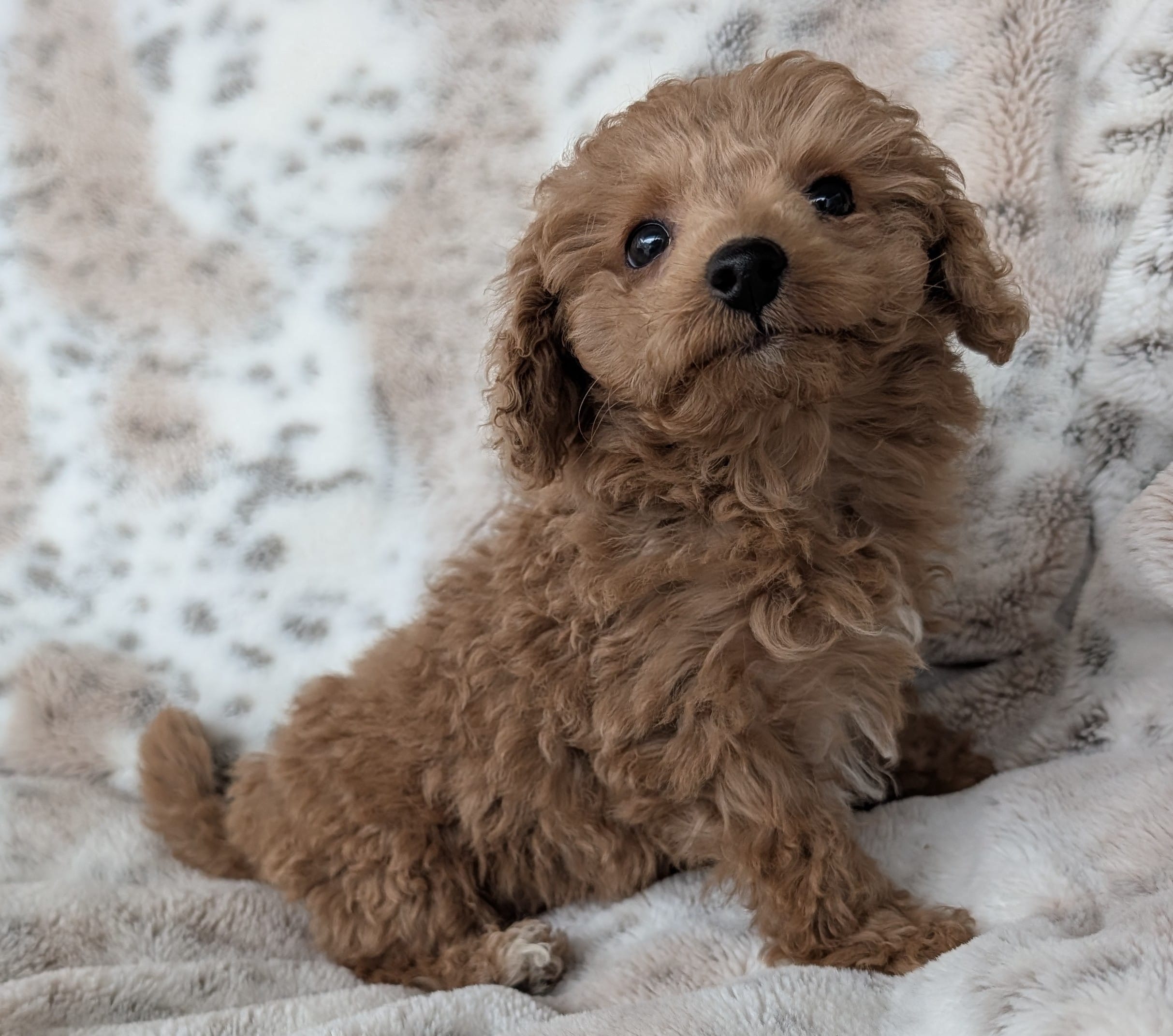 Bruce, a male Poodle - Toy  for sale in Rosalia, KS – Photo 3 of 6