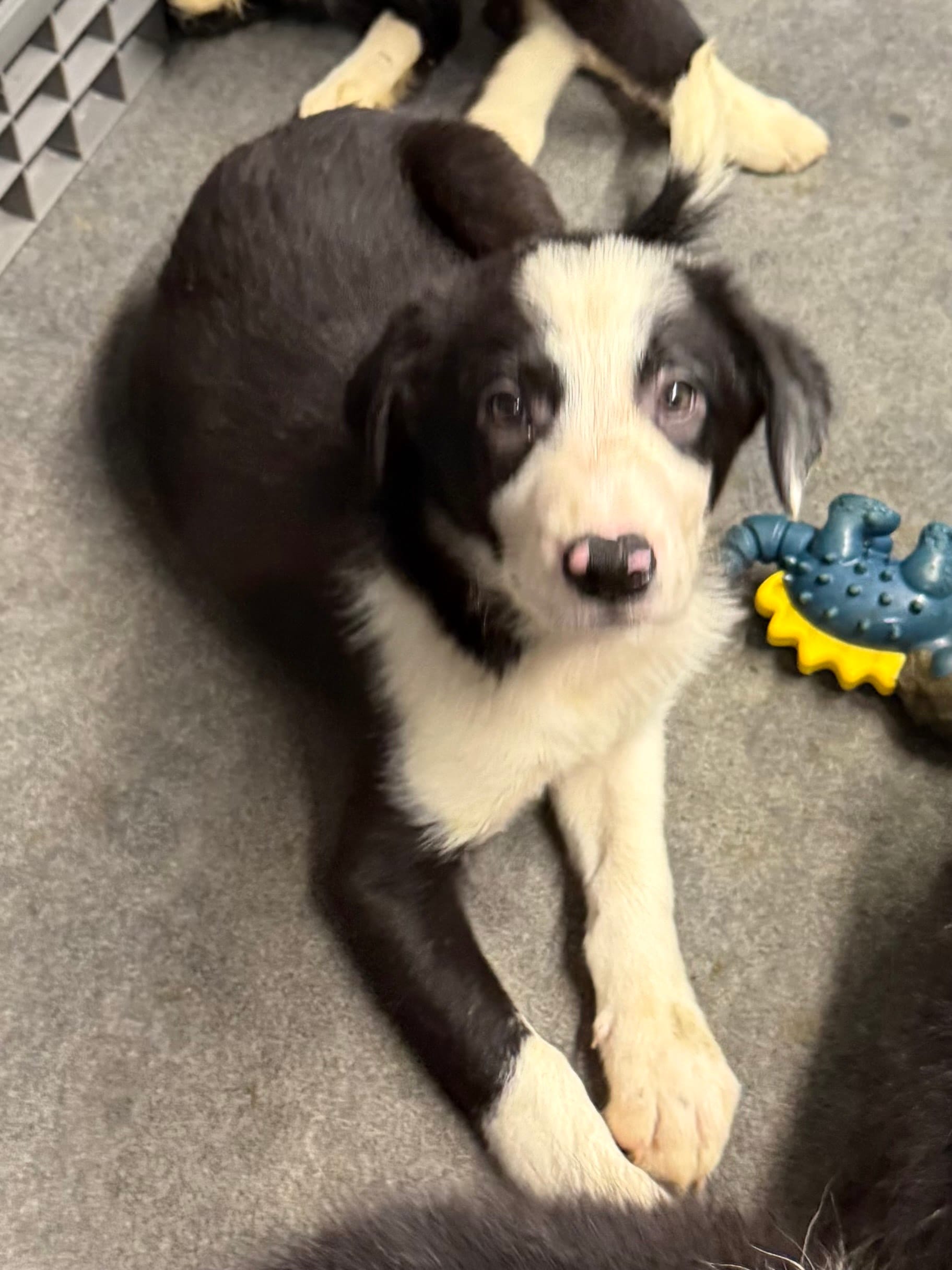 Male 4, a male Border Collie for sale in Loving, TX – 2 of 2