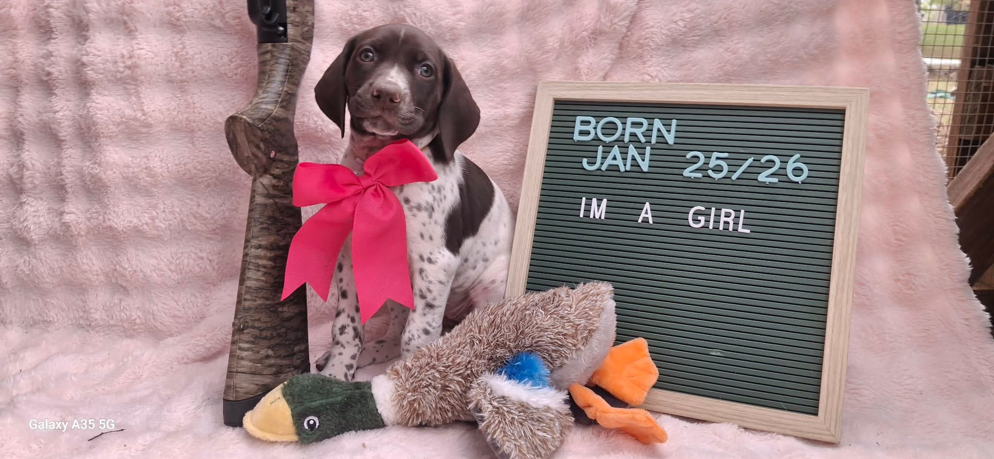 Lucky – German Shorthaired Pointer puppy for sale in Oneida, NY