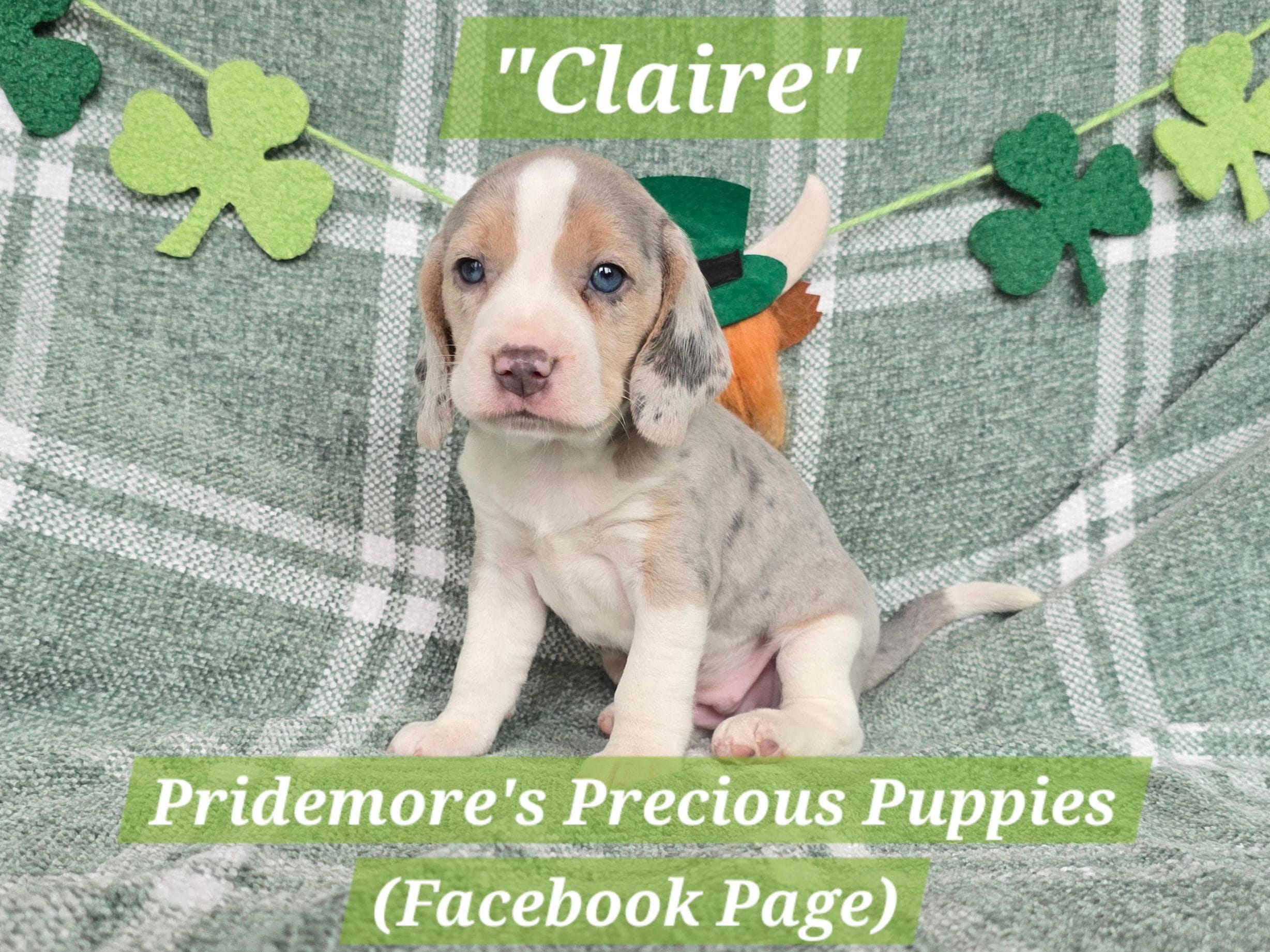 ACA "Claire" Blue Tri Merle – Beagle puppy for sale in Norwood, MO