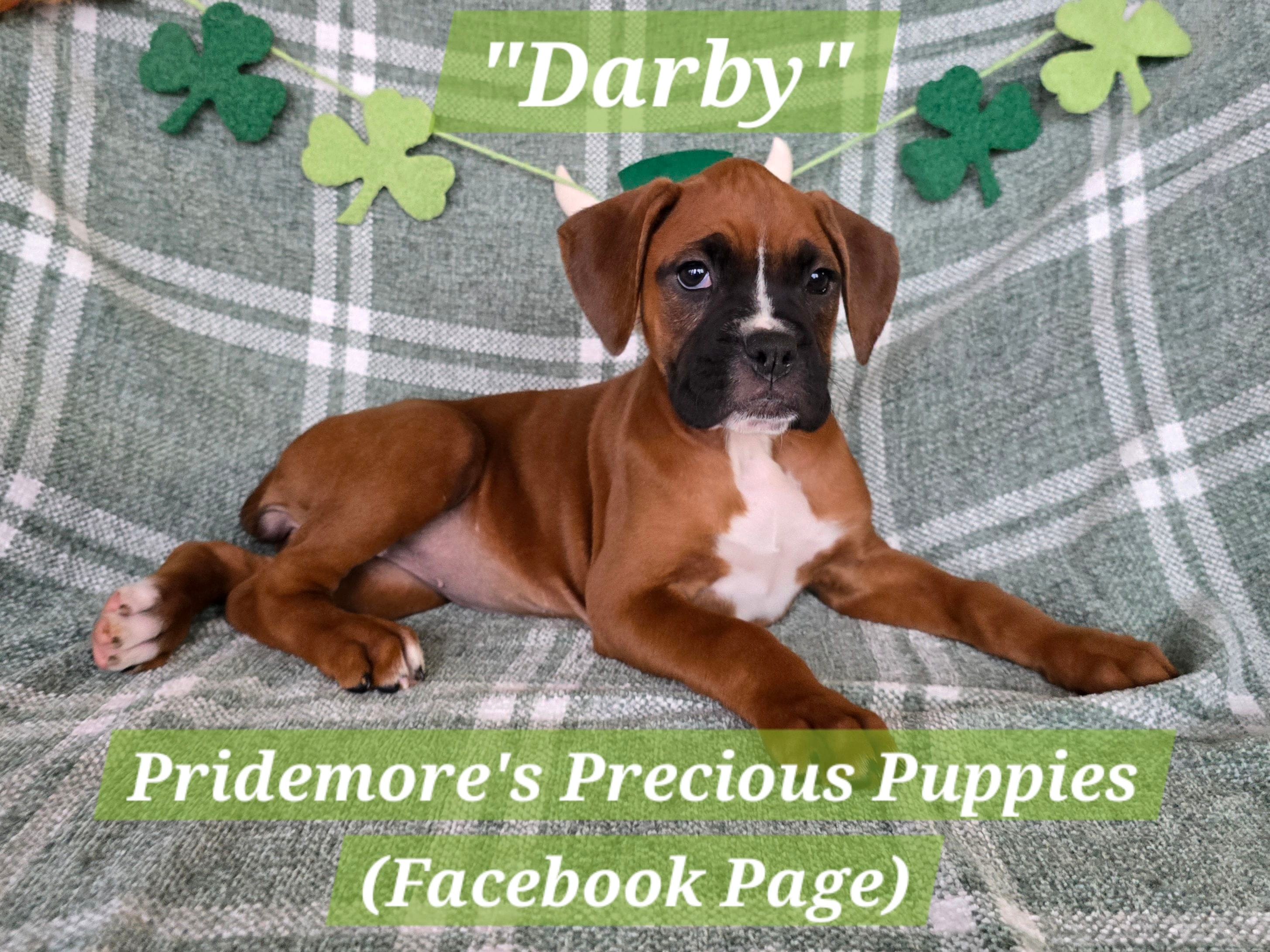 AKC Fawn "Darby" – Boxer puppy for sale in Norwood, MO