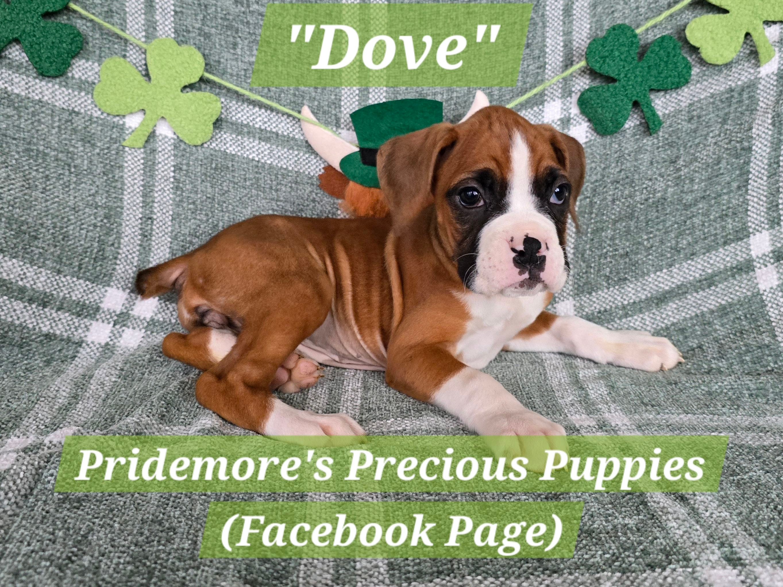 AKC Flashy Fawn "Dove" – Boxer puppy for sale in Norwood, MO
