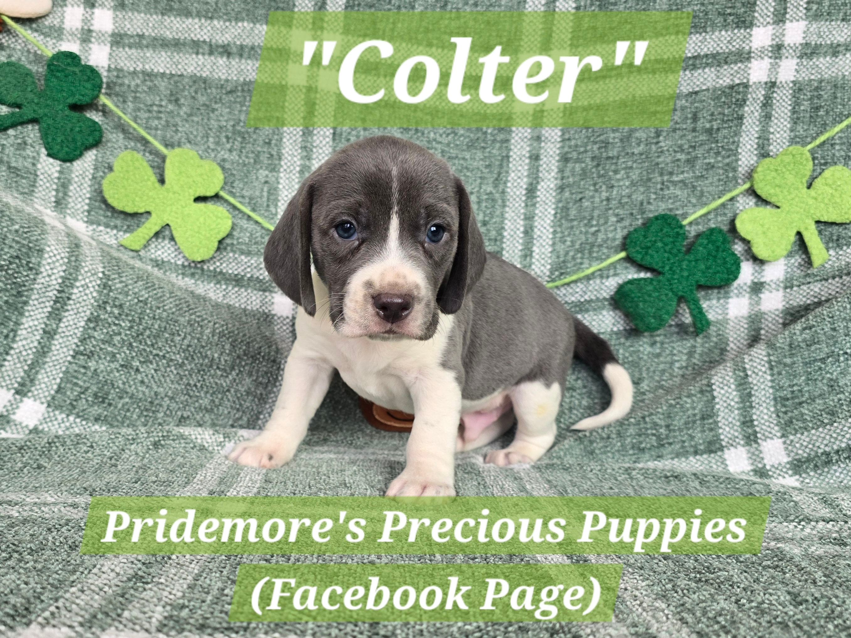 ACA "Colter" Blue&White – Beagle puppy for sale in Norwood, MO
