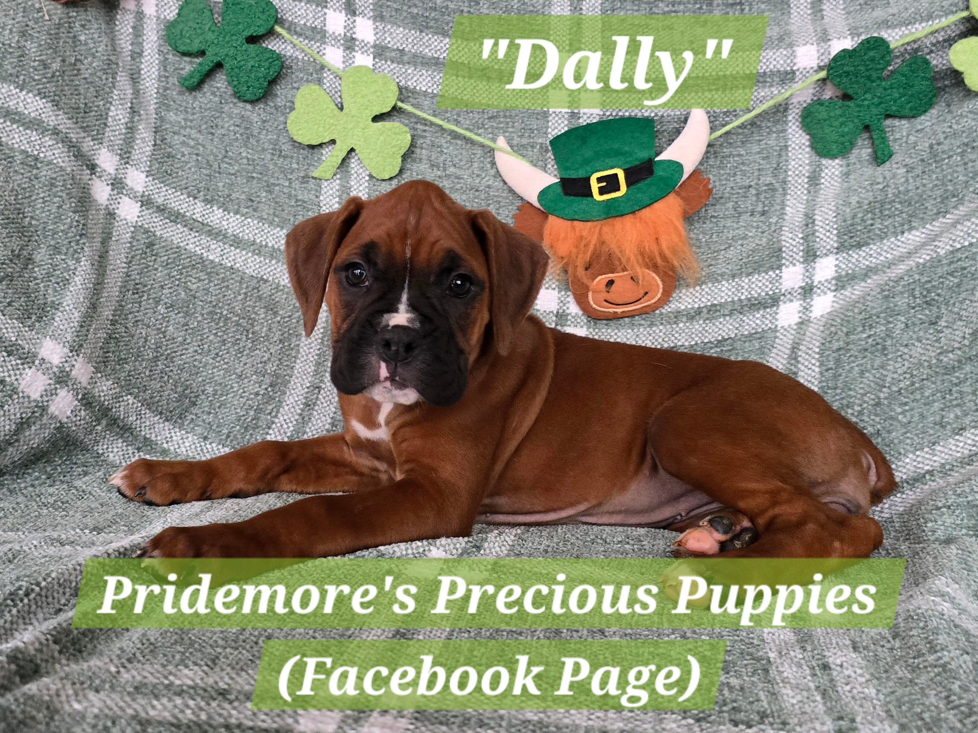 ***PENDING***AKC Fawn "Dally" – Boxer puppy for sale in Norwood, MO