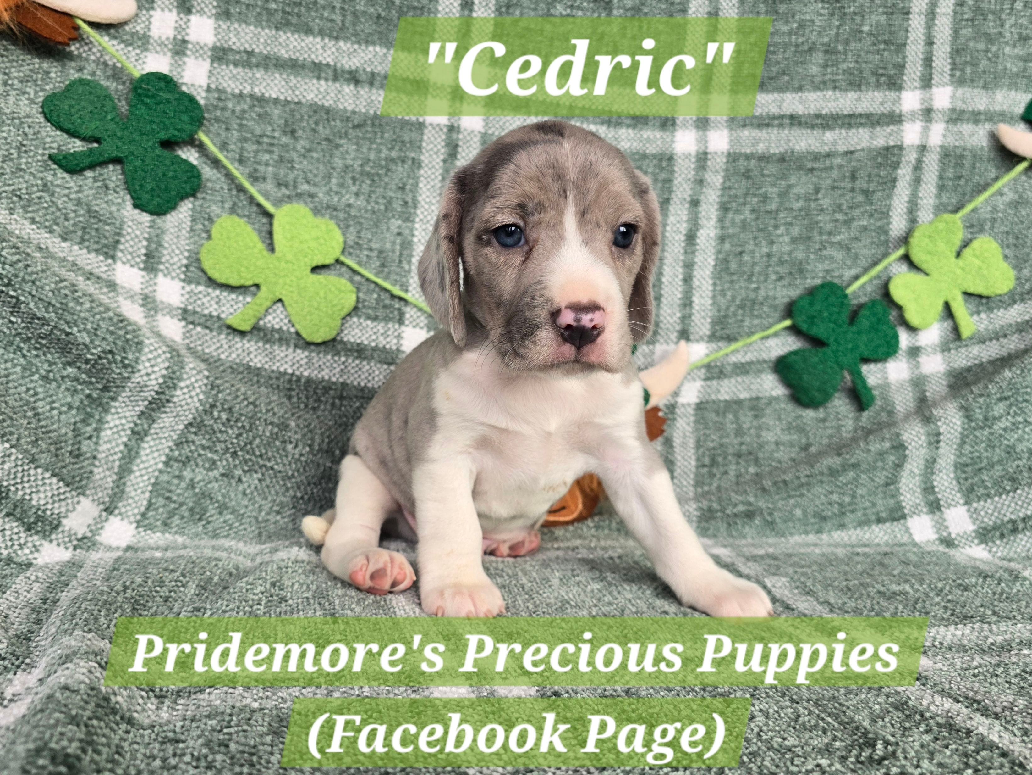 ACA "Cedric"Blue&White Merle – Beagle puppy for sale in Norwood, MO