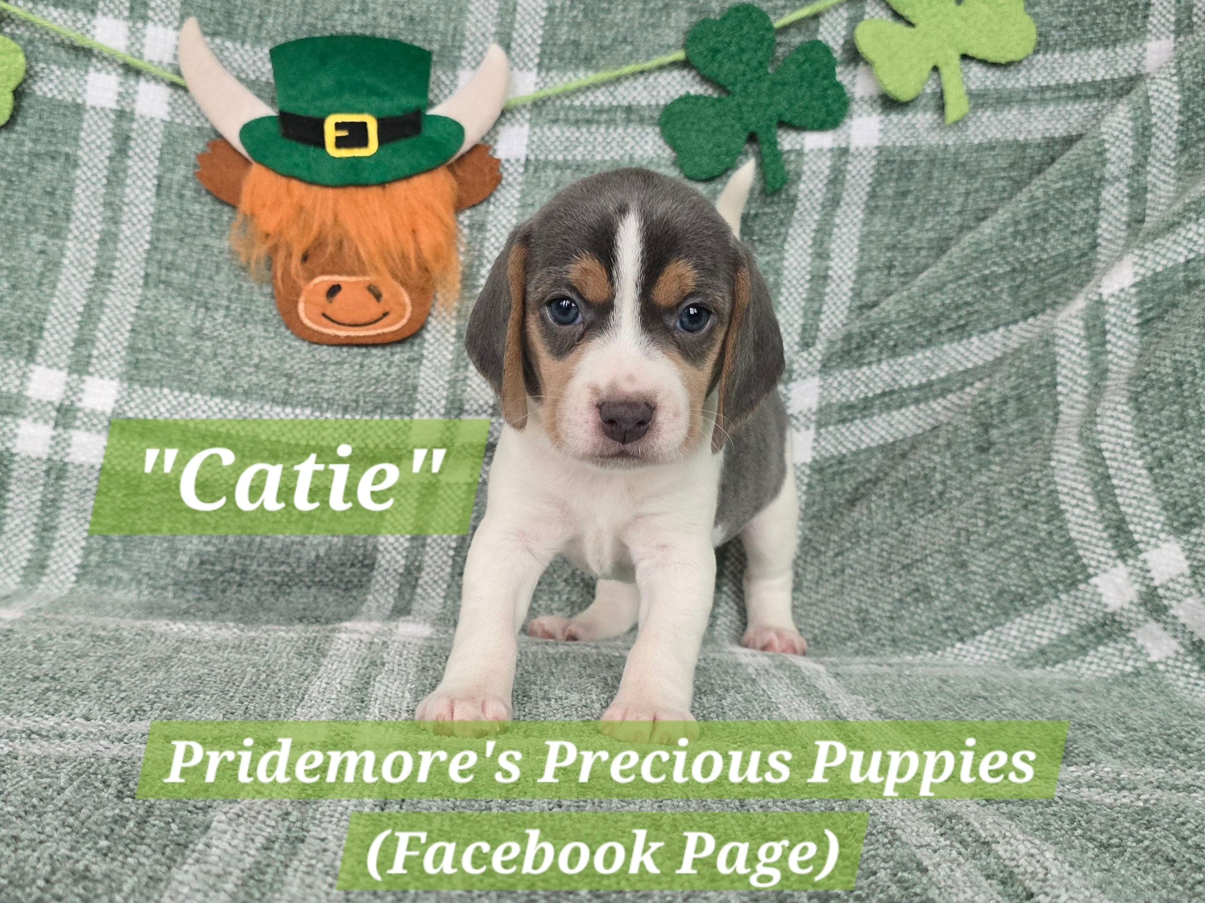 ACA "Catie" Blue Tri – Beagle puppy for sale in Norwood, MO