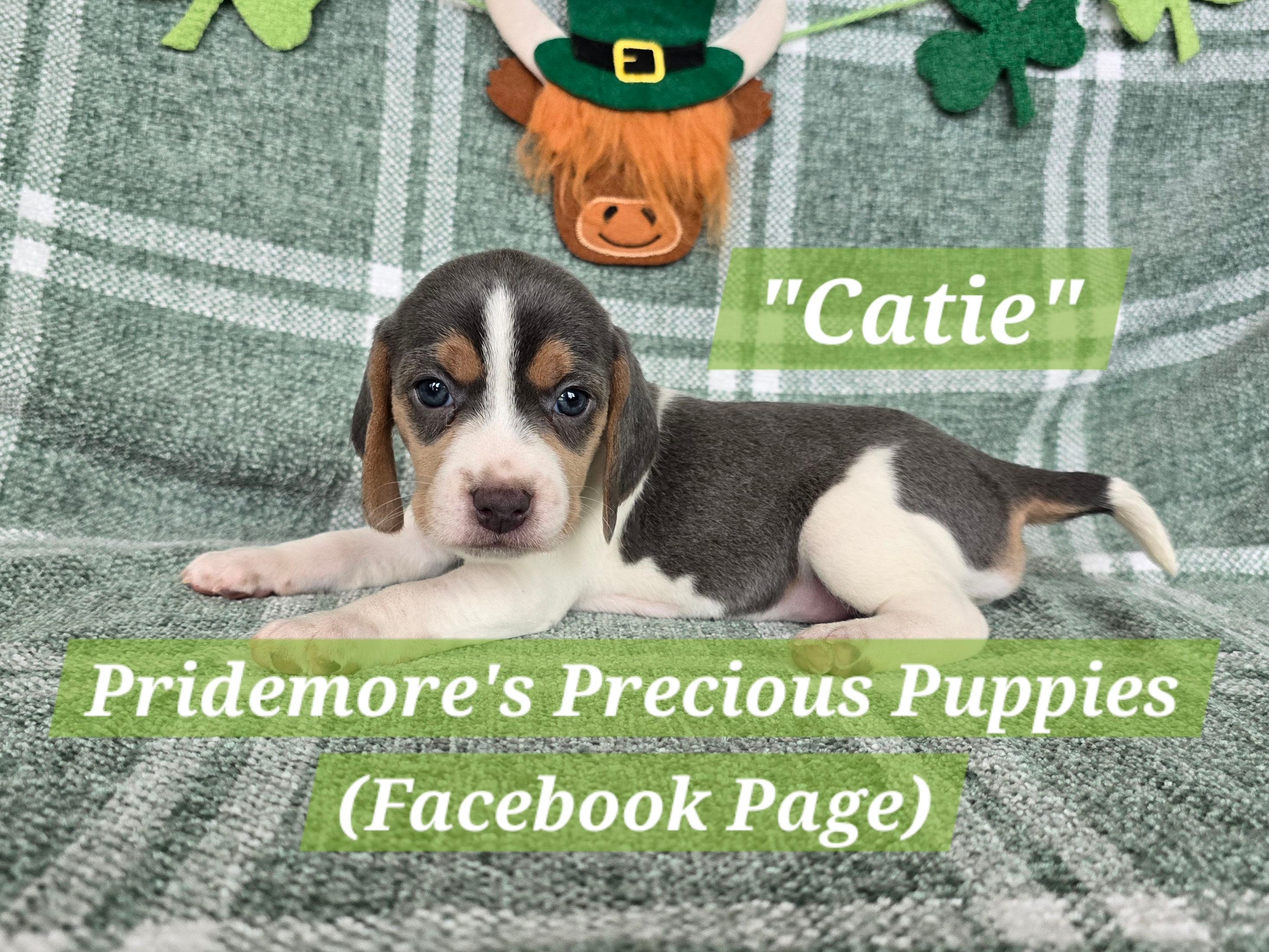 ACA "Catie" Blue Tri, a female Beagle for sale in Norwood, MO – Photo 2 of 3