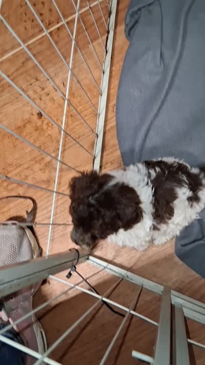 Sweet Pea, a female Poodle - Toy  for sale in Perry, SC – 2 of 6