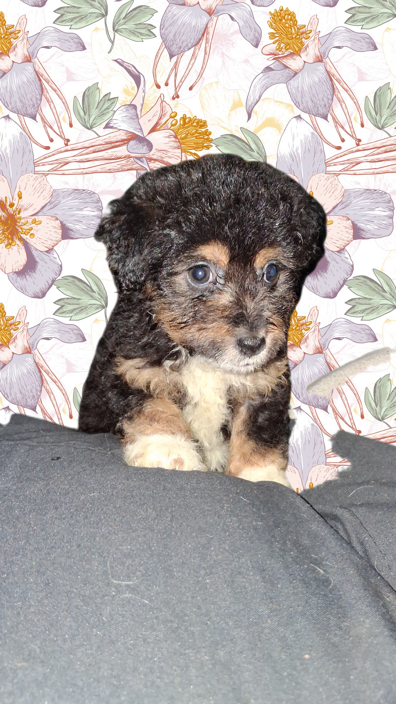 Cafe – Aussiedoodle, Poodle - Toy  puppy for sale in Perry, SC