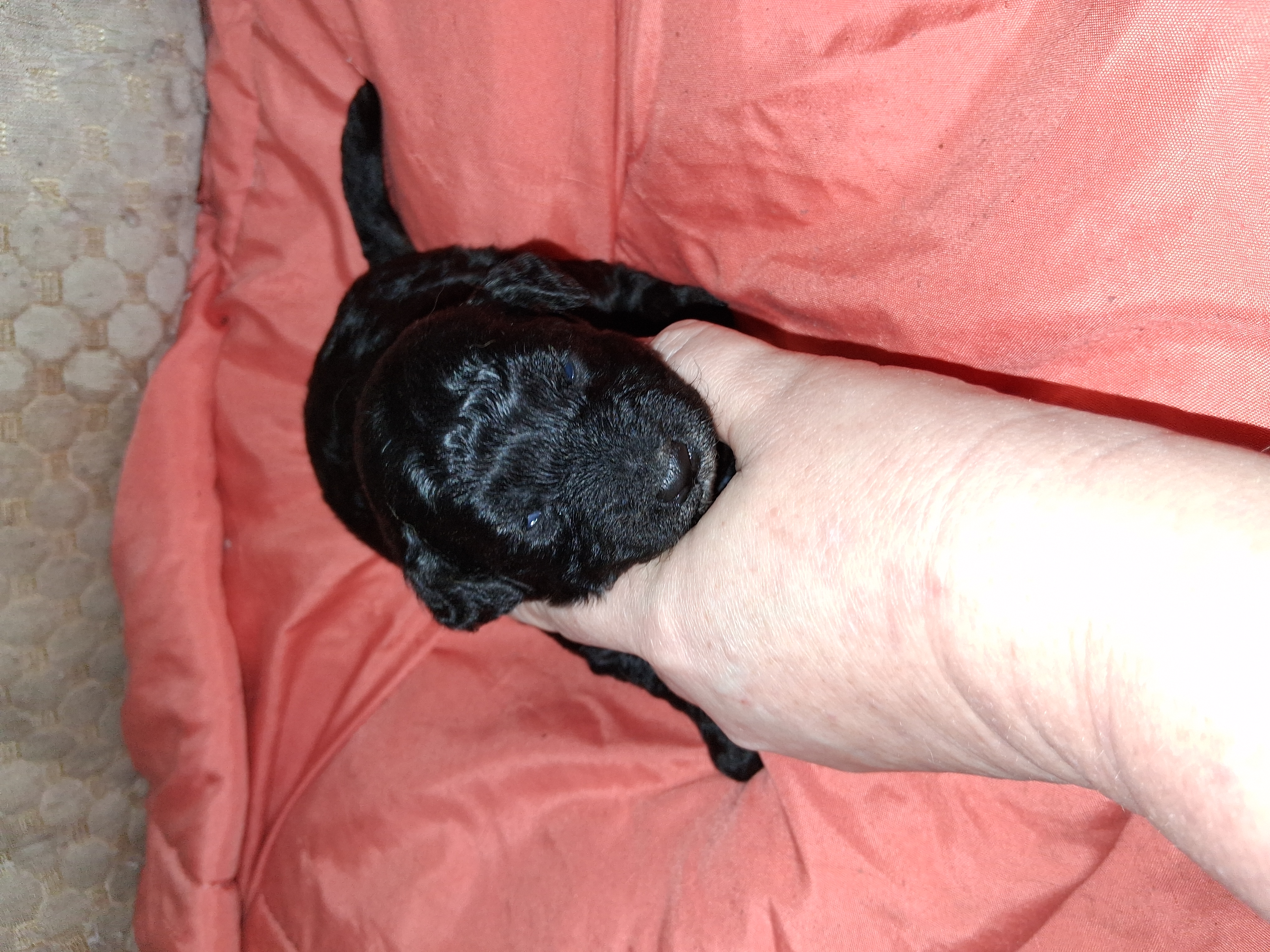 Espresso  – Aussiedoodle, Poodle - Toy  puppy for sale in Perry, SC