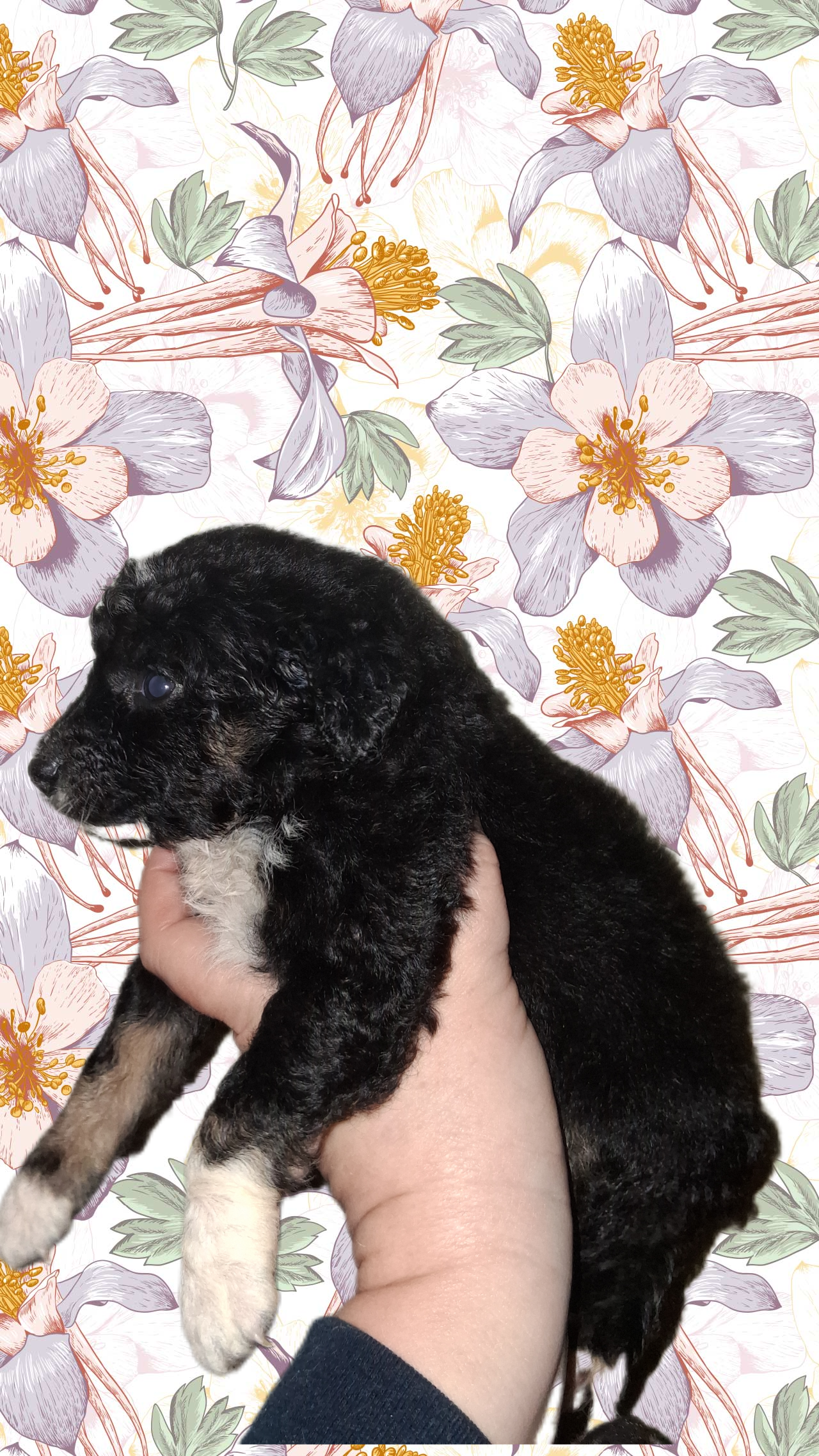 Mocha – Aussiedoodle, Poodle - Toy  puppy for sale in Perry, SC