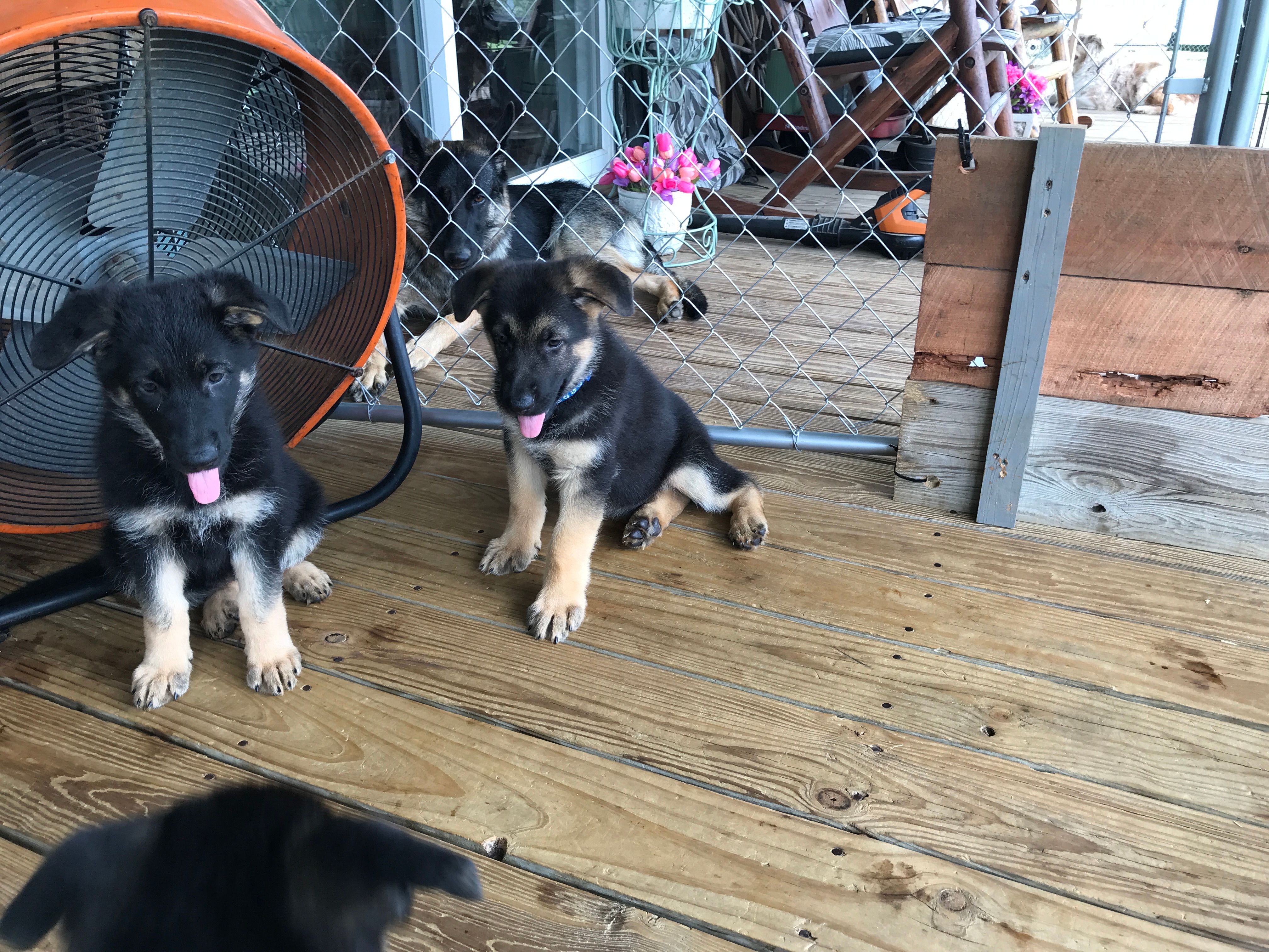  (Blue collar) Male. – German Shepherd Dog puppy on hold in Lufkin, TX