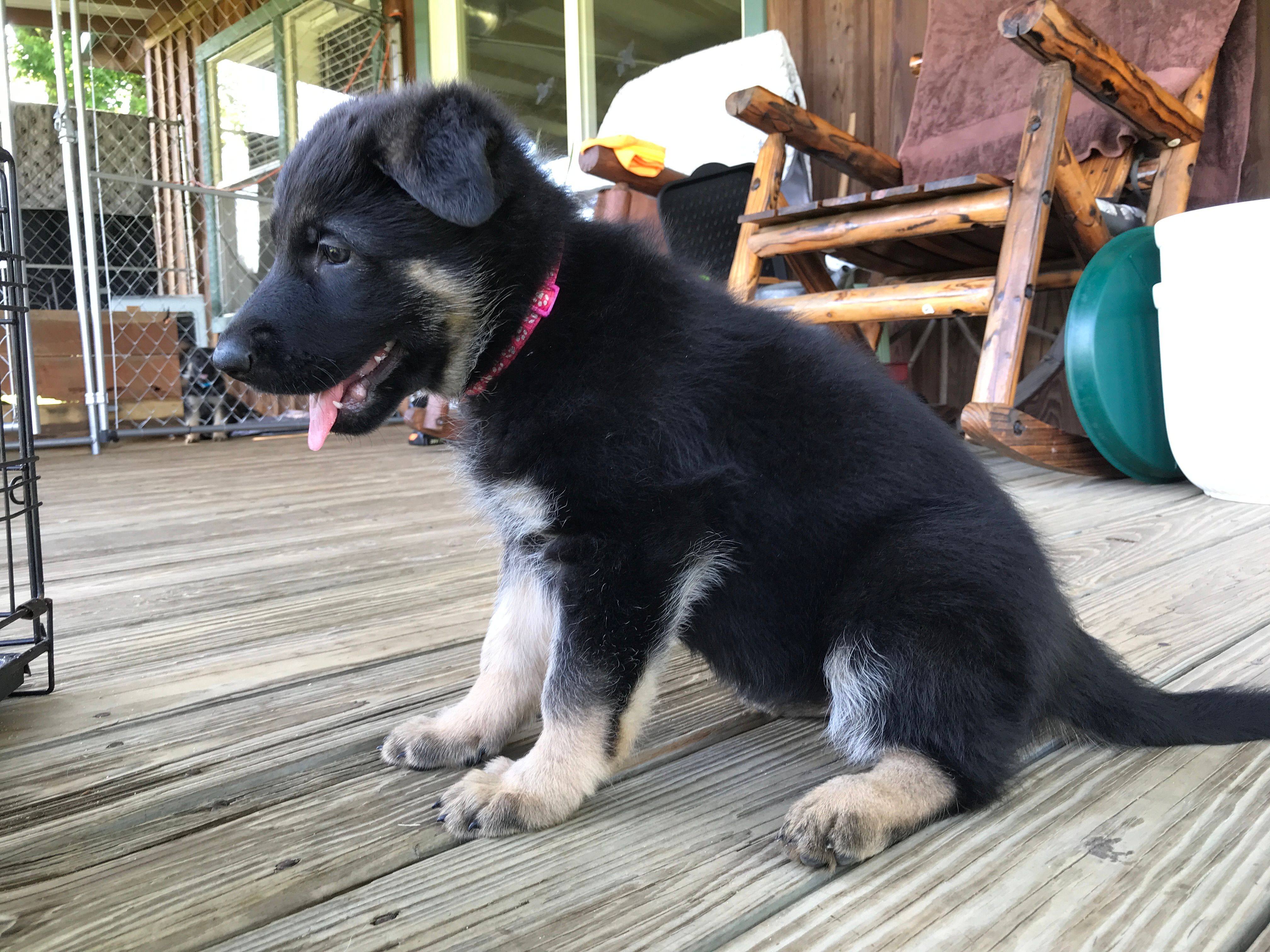 Pink (collar). Female – German Shepherd Dog puppy for sale in Lufkin, TX