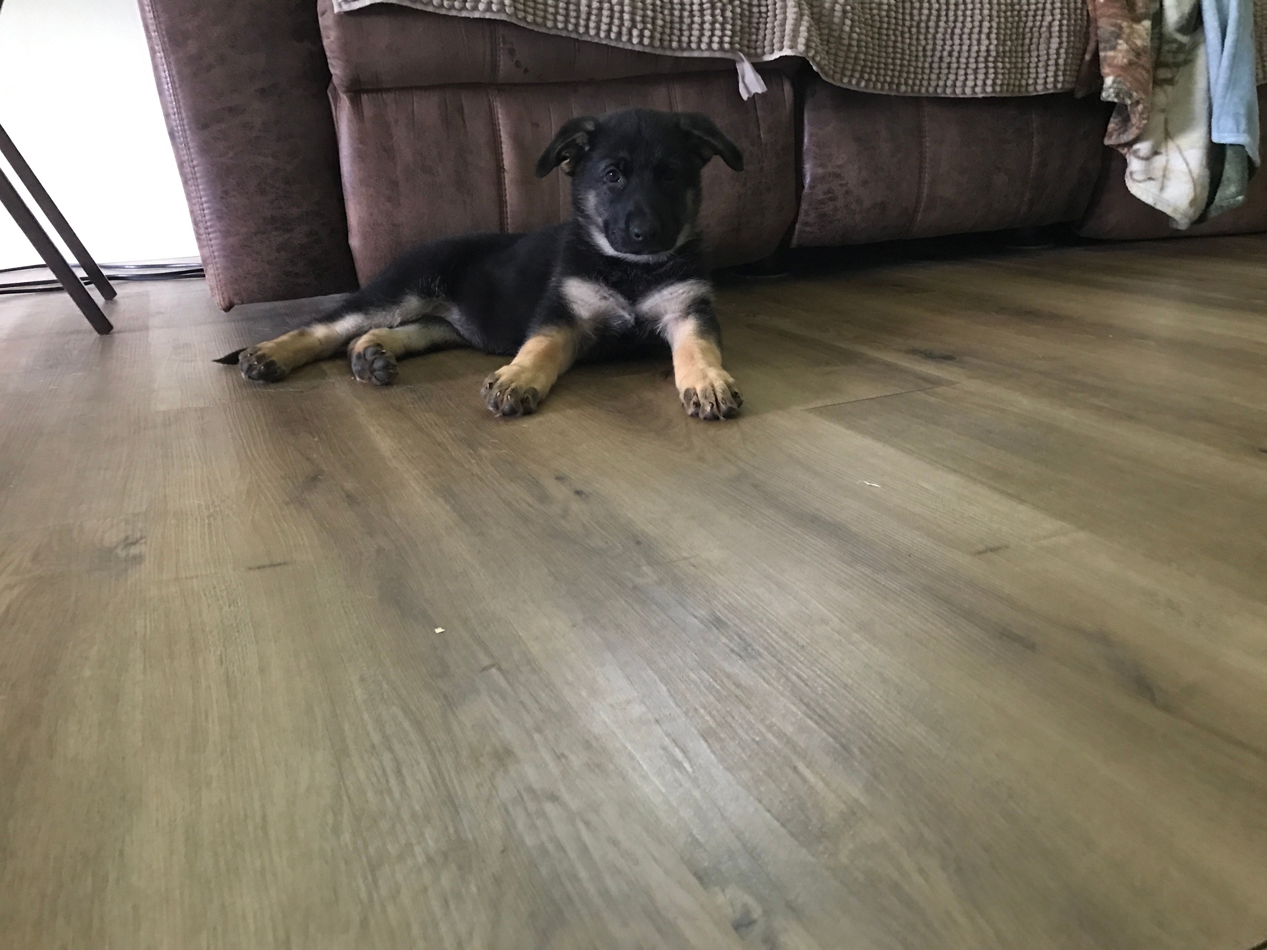 Lime (collar). Female – German Shepherd Dog puppy for sale in Lufkin, TX