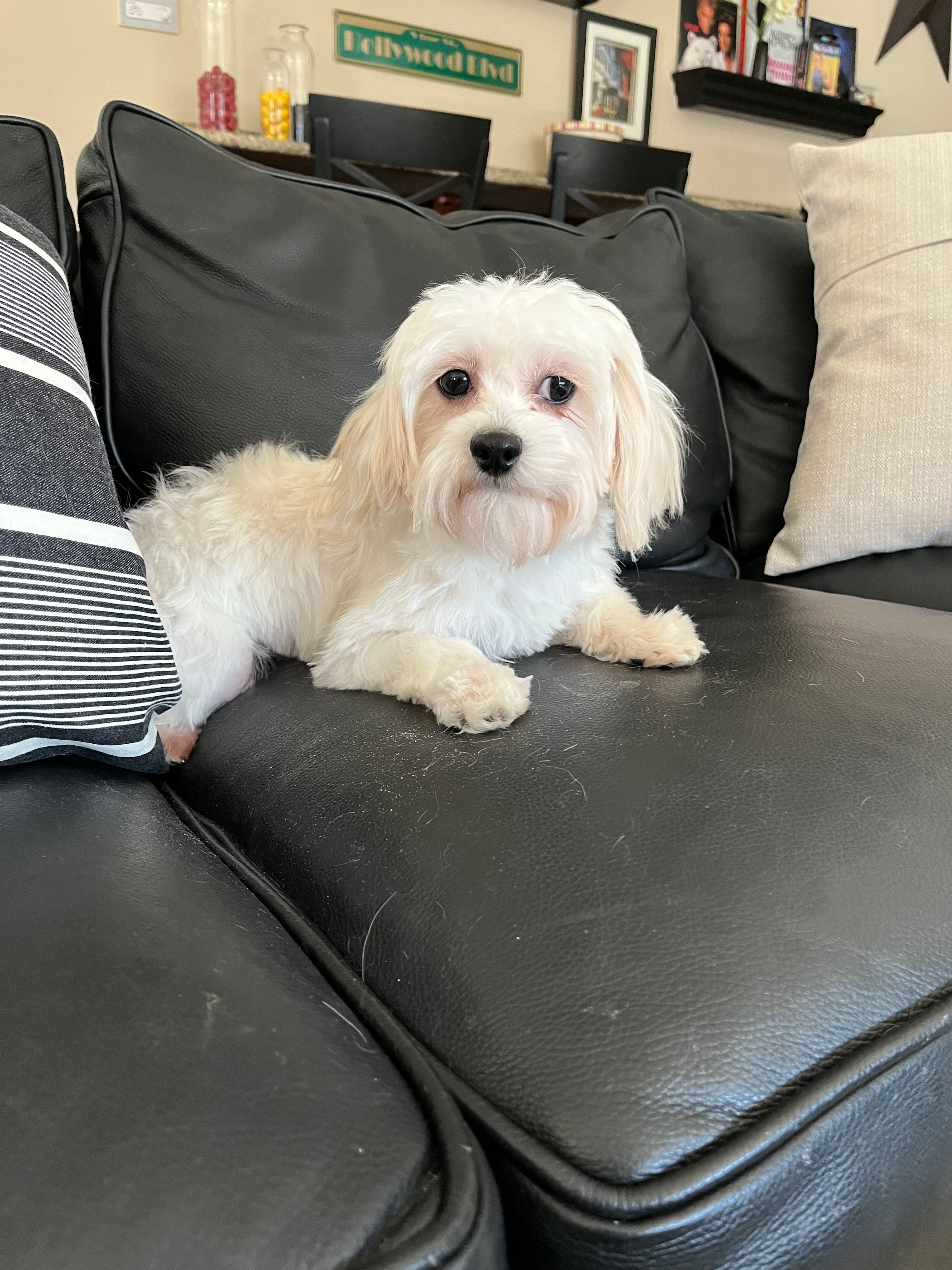 Arthur – Maltipoo puppy for sale in Mokena, IL