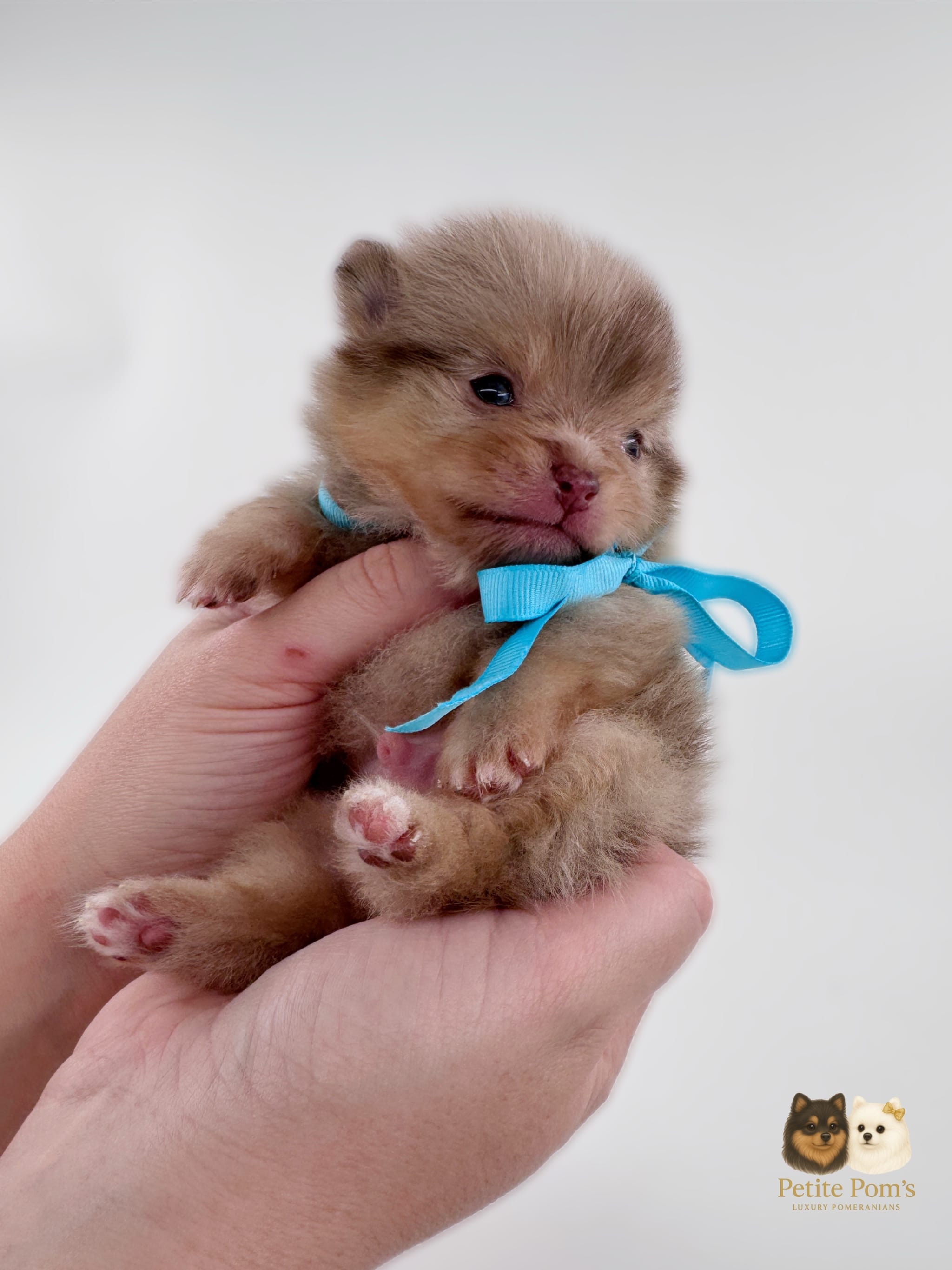 Lux AKC – Pomeranian puppy for sale in Menifee, CA