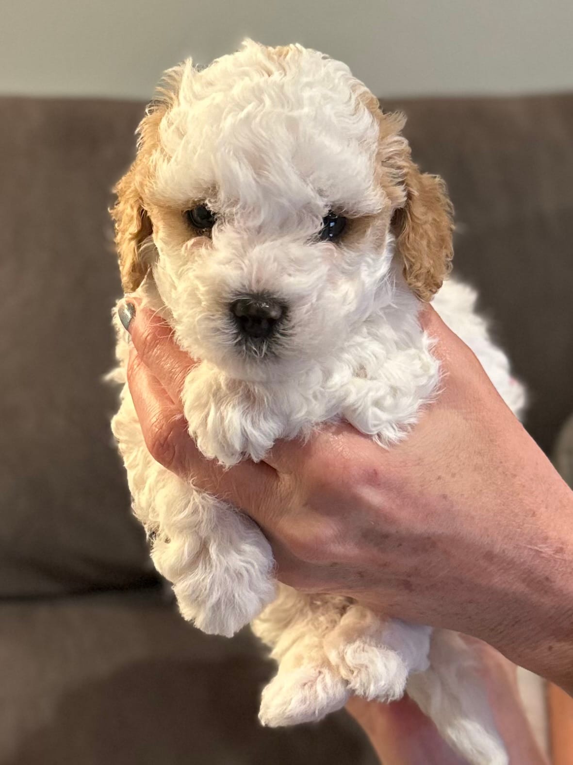 Merryweather – Cockapoo puppy for sale in Tomales, CA