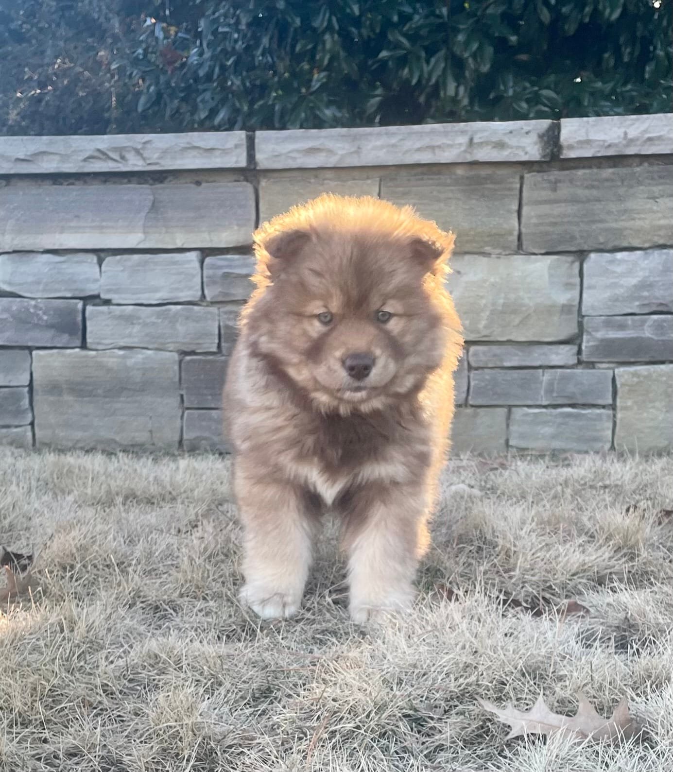 AKC WOOLY – Siberian Husky puppy for sale in Logan, AL