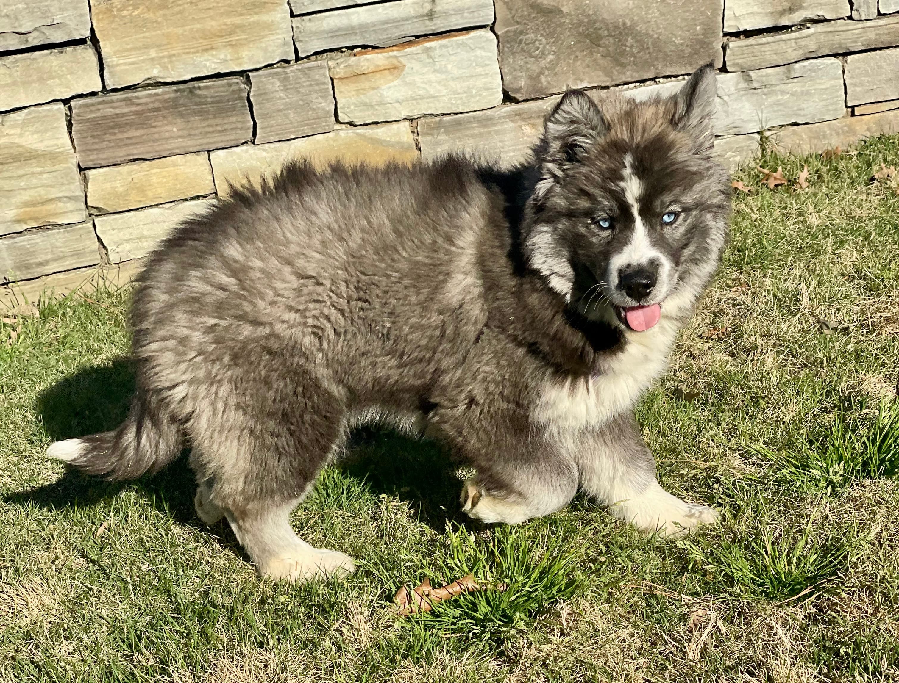 AKC Venus – Siberian Husky puppy for sale in Logan, AL