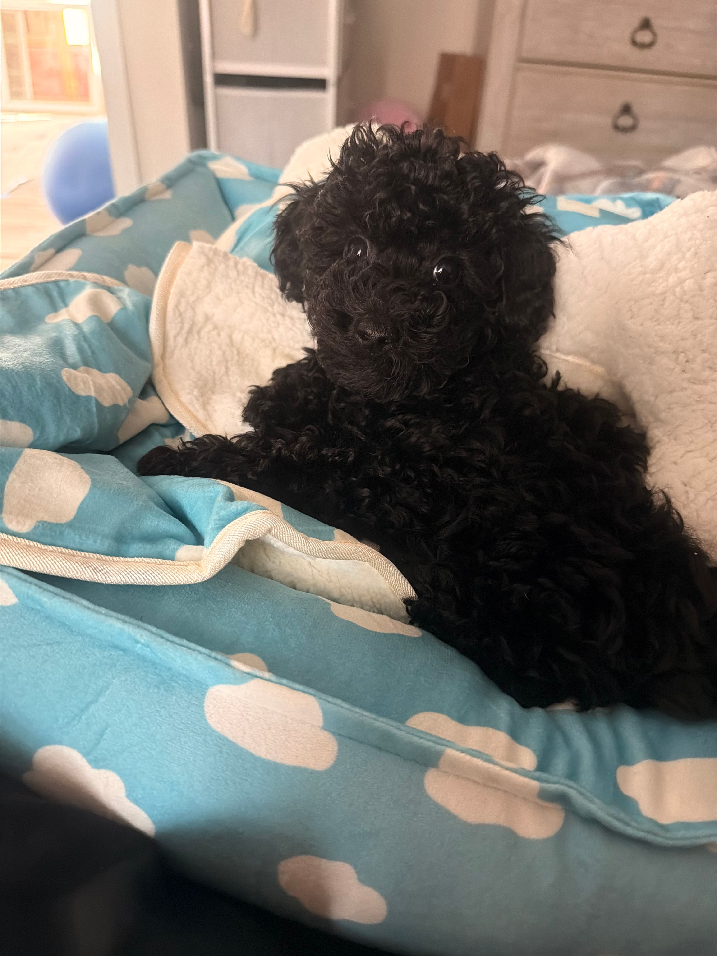 Akc black  – Poodle - Toy  puppy for sale in Seabrook, NH