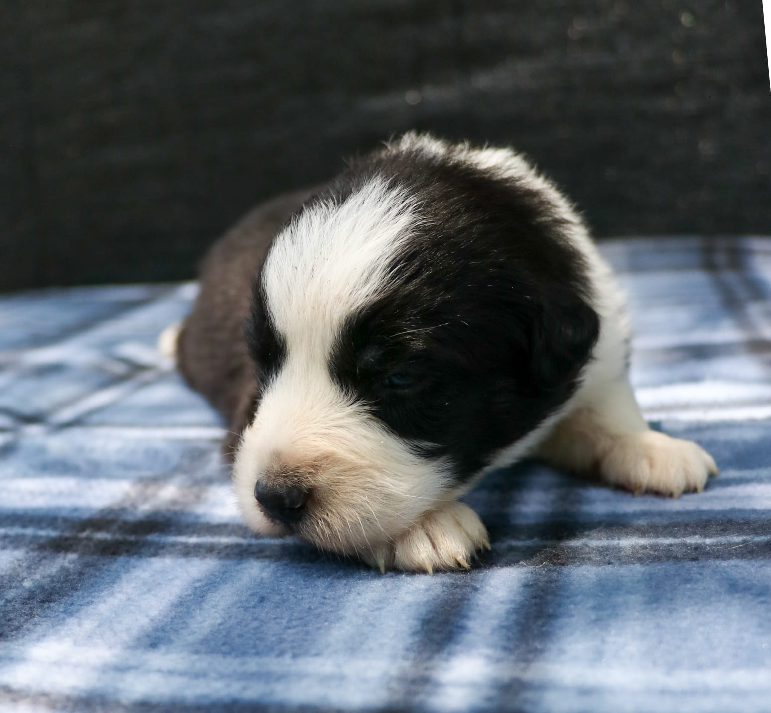 Ziva – Australian Shepherd puppy for sale in Yulee, FL