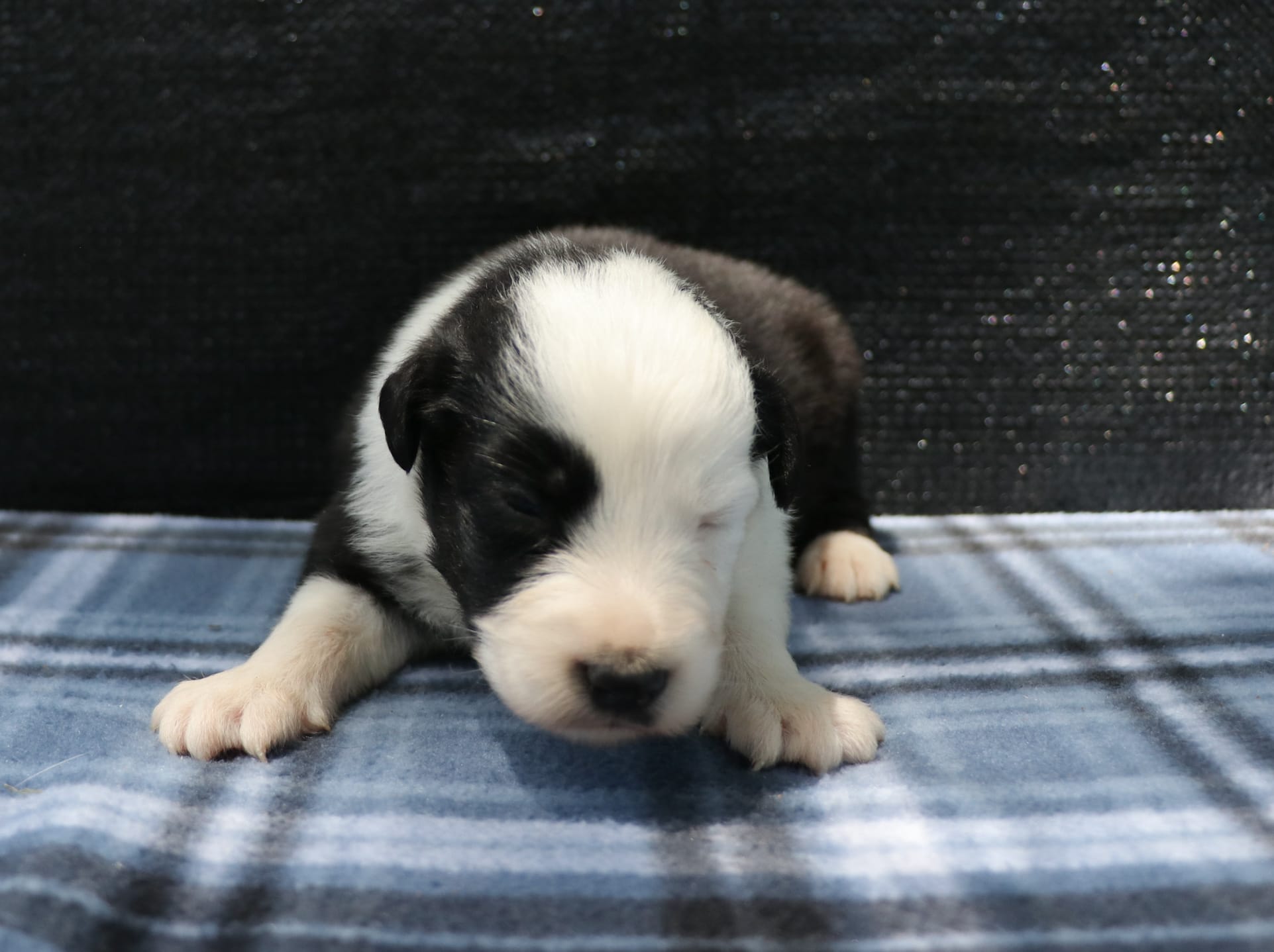 Cali – Australian Shepherd puppy for sale in Yulee, FL
