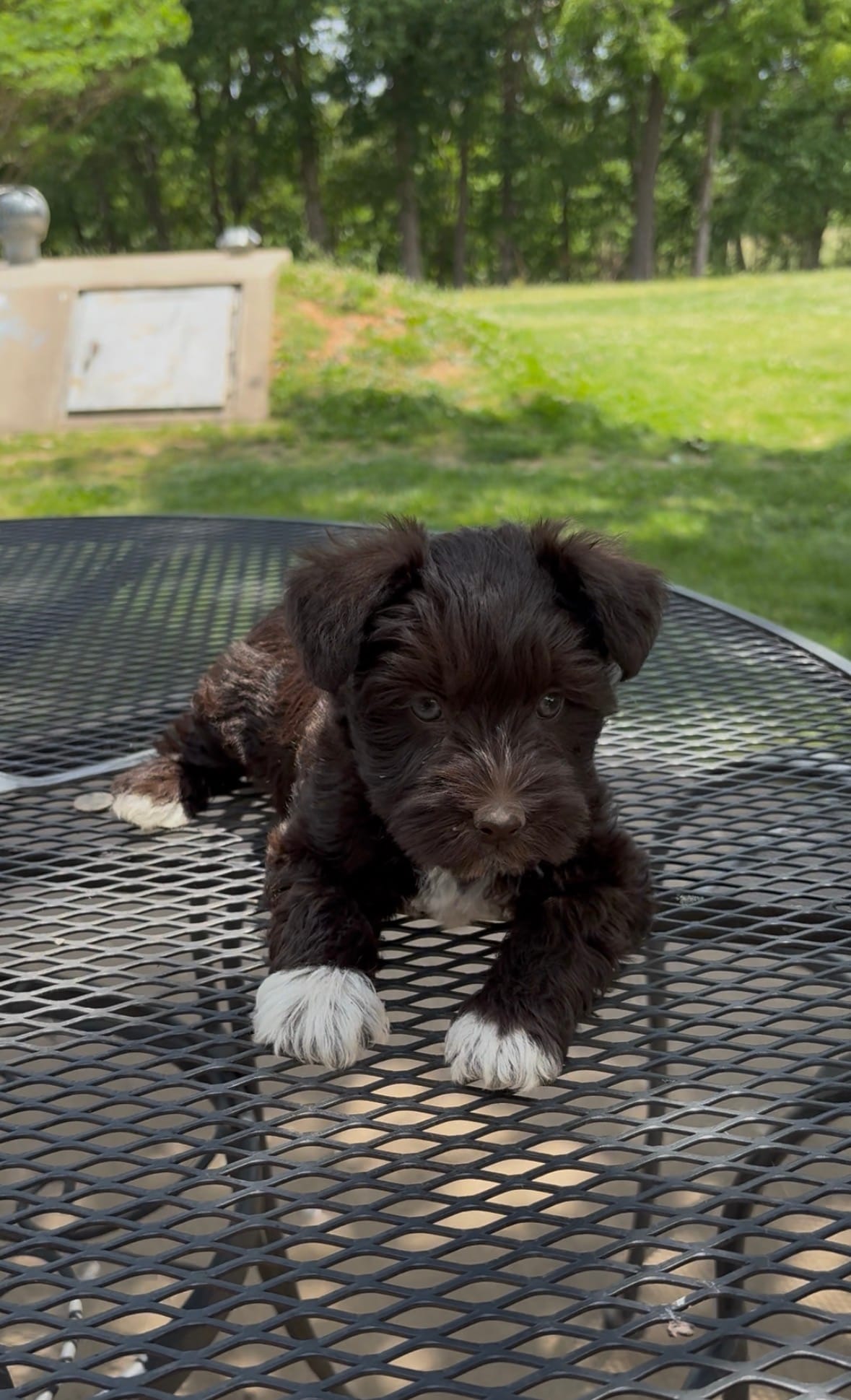 Socks AKC – Miniature Schnauzer puppy for sale in Neosho, MO