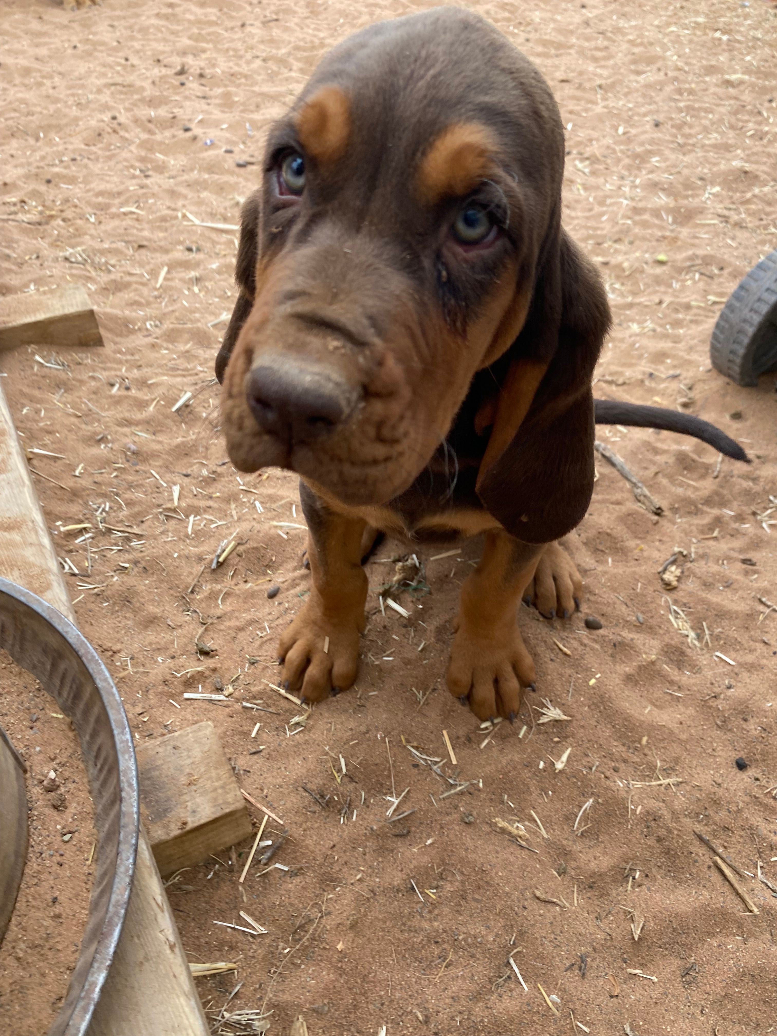 Ezra – Bloodhound puppy for sale in Albuquerque, NM