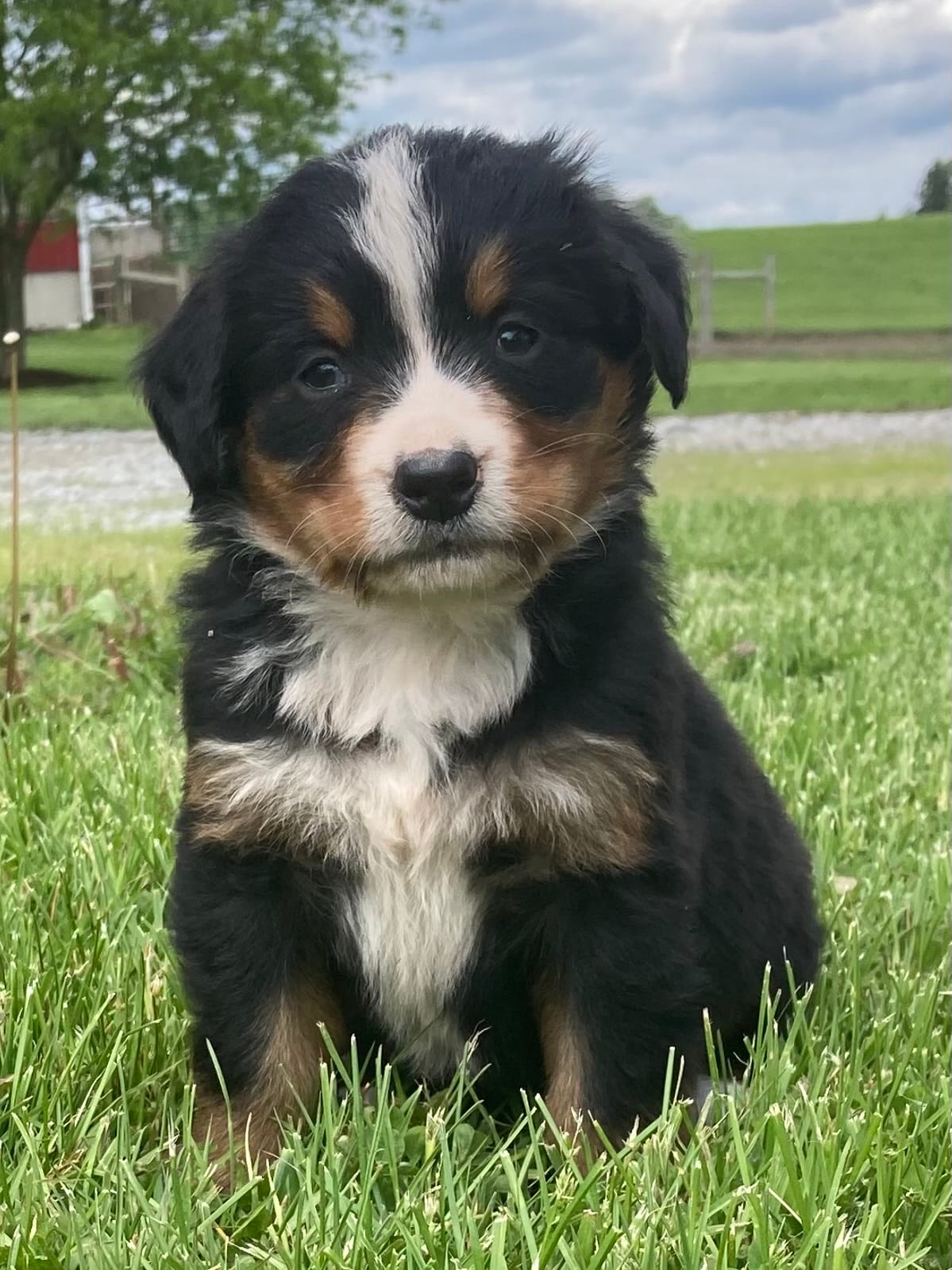 Paris – Bernese Mountain Dog puppy for sale in Orrville, OH