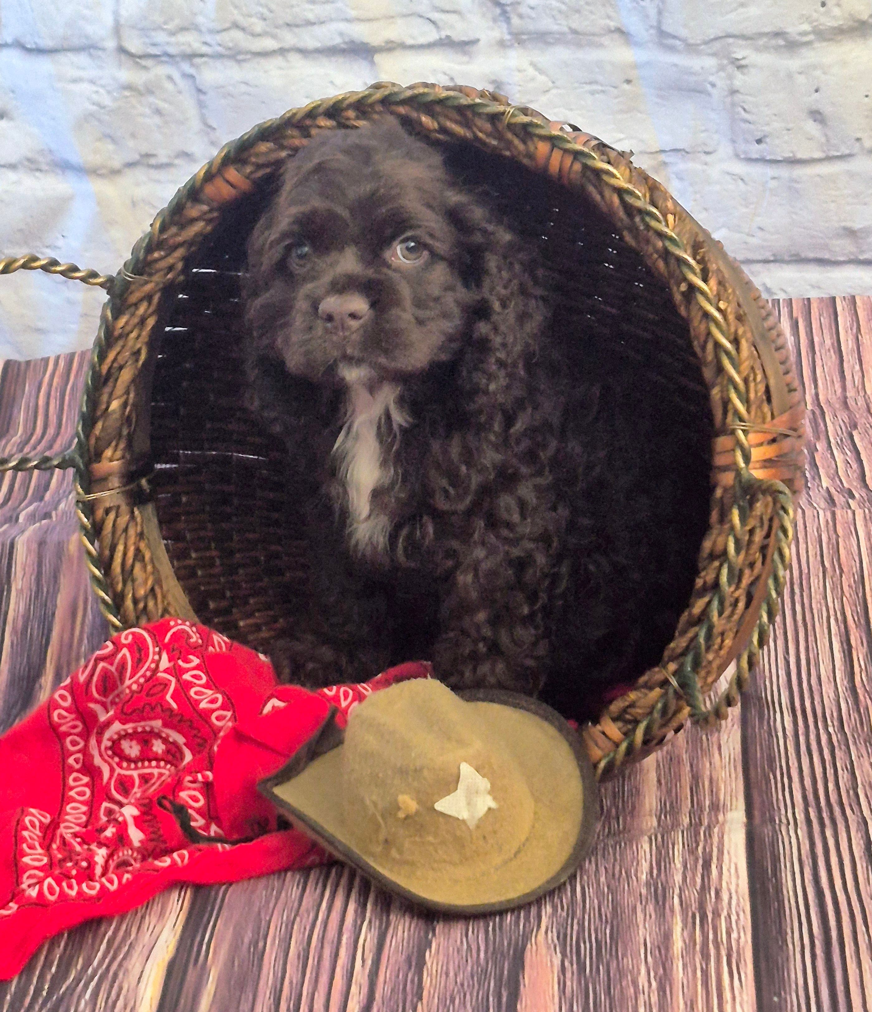 Trail – Cocker Spaniel puppy for sale in Greers Ferry, AR