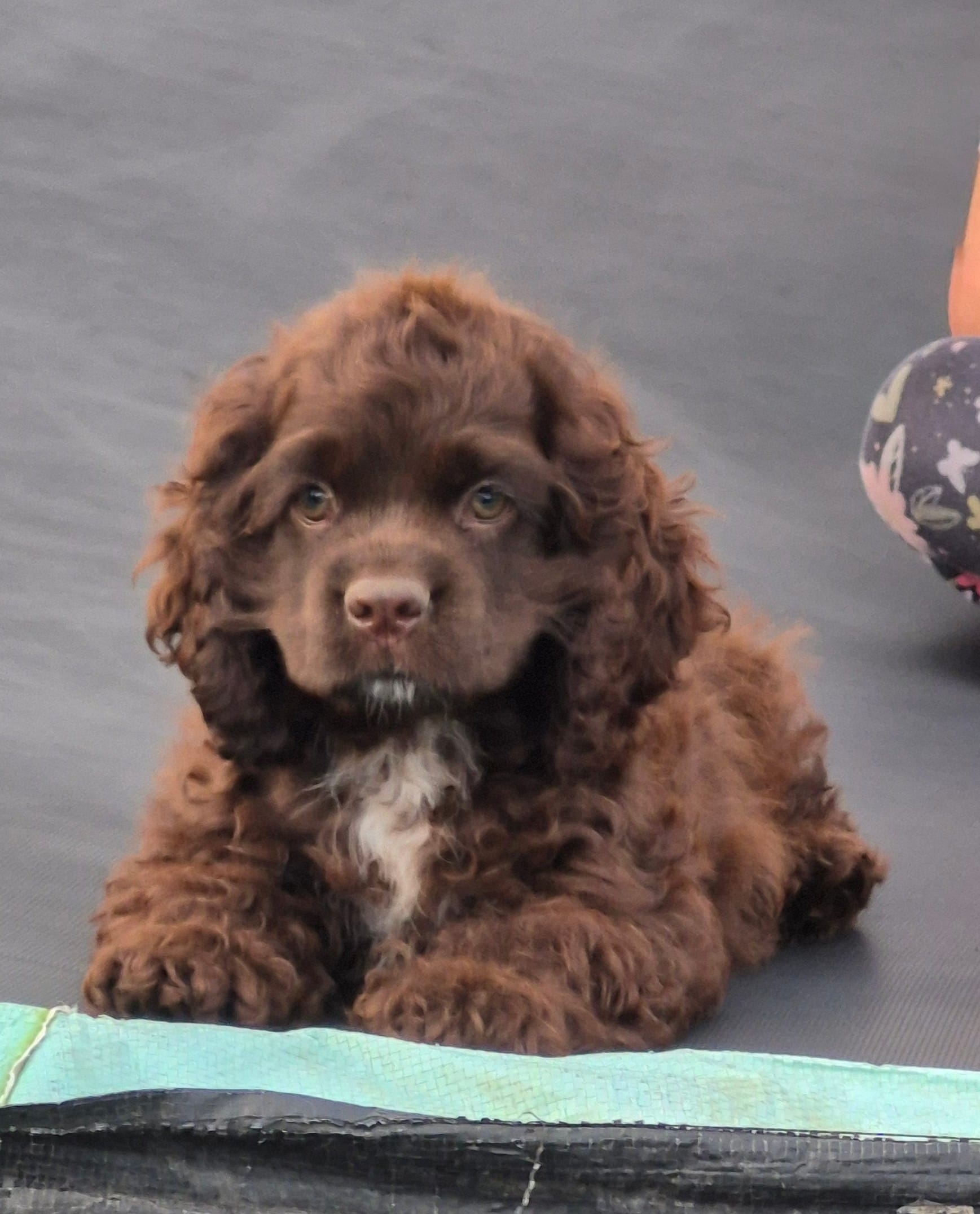 Trail – Cocker Spaniel puppy for sale in Greers Ferry, AR