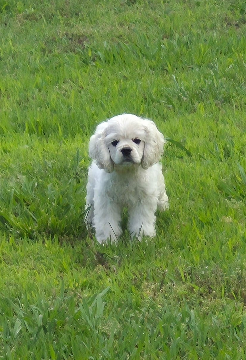 Lasso *silver buff* – Cocker Spaniel puppy for sale in Greers Ferry, AR