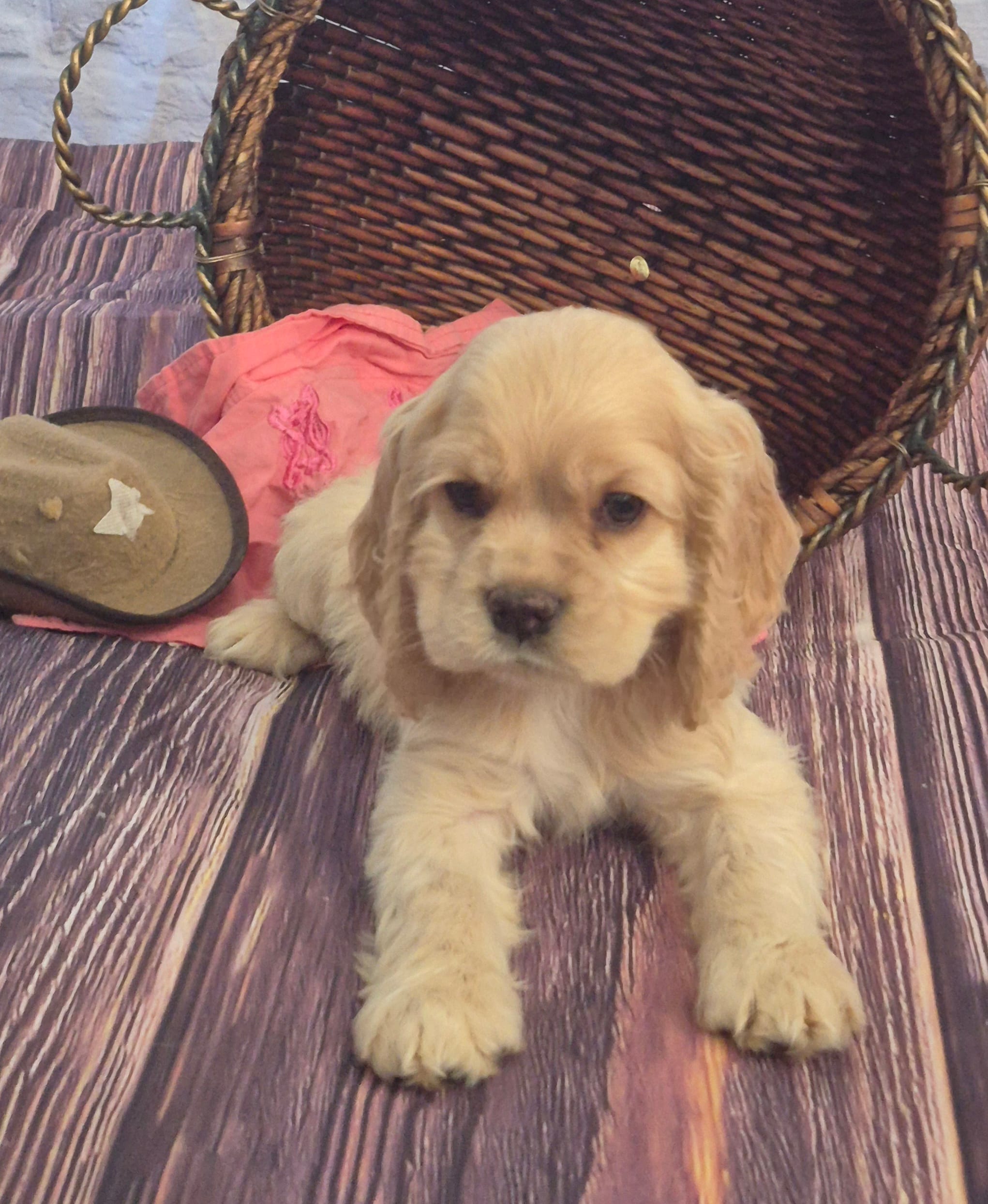 Annie Oakley – Cocker Spaniel puppy for sale in Greers Ferry, AR